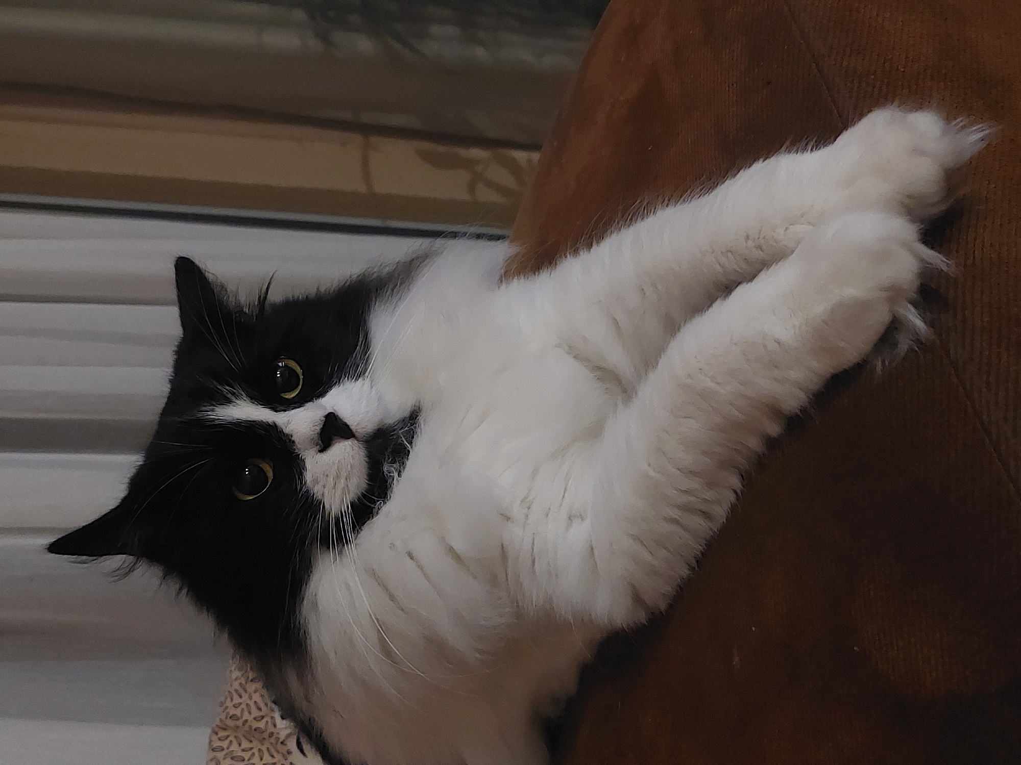 A black and white cat with fluffy fur is lying down on a brown surface, possibly a couch. The cat is positioned with its front paws crossed and extended forward. Its eyes are open and looking to the right. The background consists of a window with vertical blinds and a curtain. There is no discernible location in Plovdiv, Bulgaria, mentioned or visible in the image.