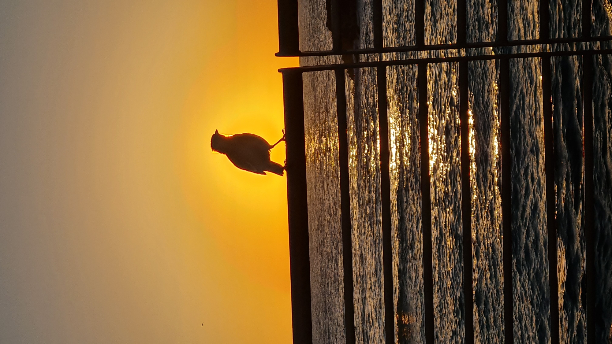 The image shows a bird perched on a metal railing, silhouetted against a bright orange sunset in Nahariyya, Israel. The sun is positioned behind the bird, creating a halo effect. The background includes a body of water, likely the Mediterranean Sea, with sunlight reflecting on the surface through the gaps in the railing.