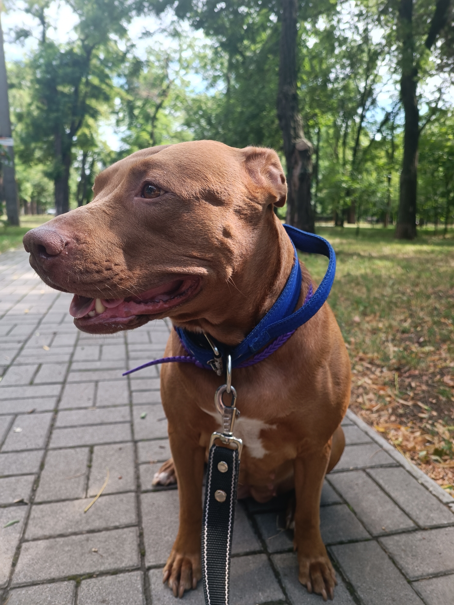A medium shot, eye-level, outdoor photograph shows a brown pit bull dog sitting on a paved walkway in a park setting. The dog is facing to the left, with its mouth slightly open, panting, and its tongue visible. The dog wears a blue collar with a purple leash attached. In the background, trees with green foliage and a grassy area are visible. The lighting suggests it is daytime, with sunlight filtering through the trees, creating dappled shadows. The overall scene depicts a dog on a walk in a park, likely in the city of Zaporizhzhia, Ukraine, given the context provided.