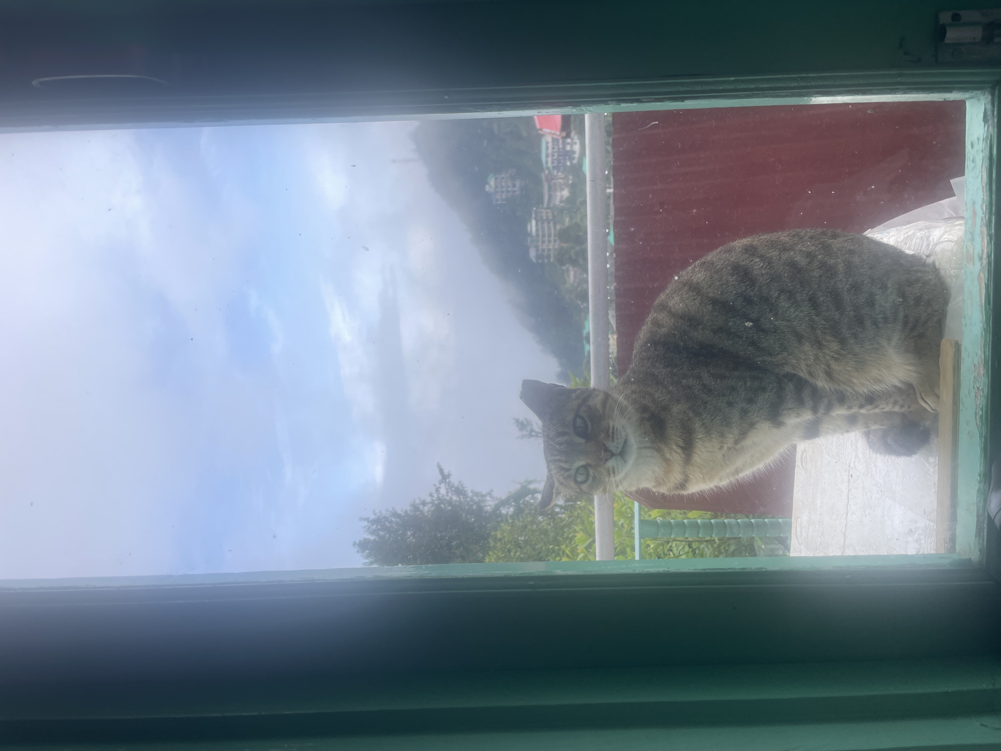 A tabby cat sits on a wooden surface, looking towards the camera through a window. The cat has grey and brown stripes and green eyes. Behind the cat, a blurry view of a hillside town can be seen, with buildings and trees under a cloudy sky. The scene appears to be in Bhagsu, India. The window frame is painted green.