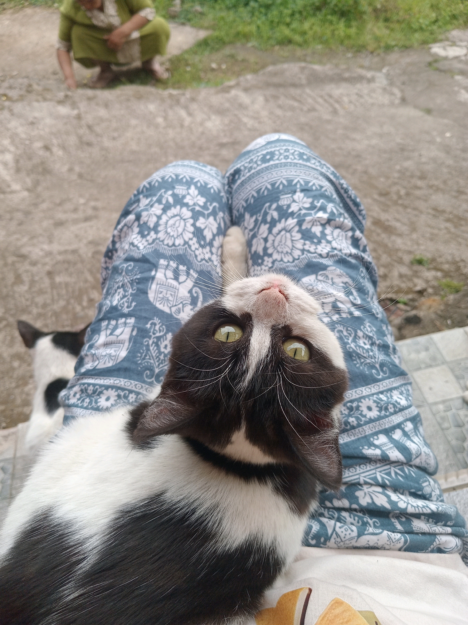 A high-angle, medium shot shows a black and white cat resting on a person's lap, its head tilted upwards and its face filling the foreground. The cat has bright green eyes, a pink nose, and white whiskers. It is wearing a red collar. The person is wearing blue pants with a white floral and elephant pattern. In the blurred background, a person wearing a green outfit is crouched on a concrete surface, possibly in a yard. The ground is made of concrete and some grass is visible. The scene appears to be outdoors, with natural lighting. The location is identified as Claket, Indonesia.