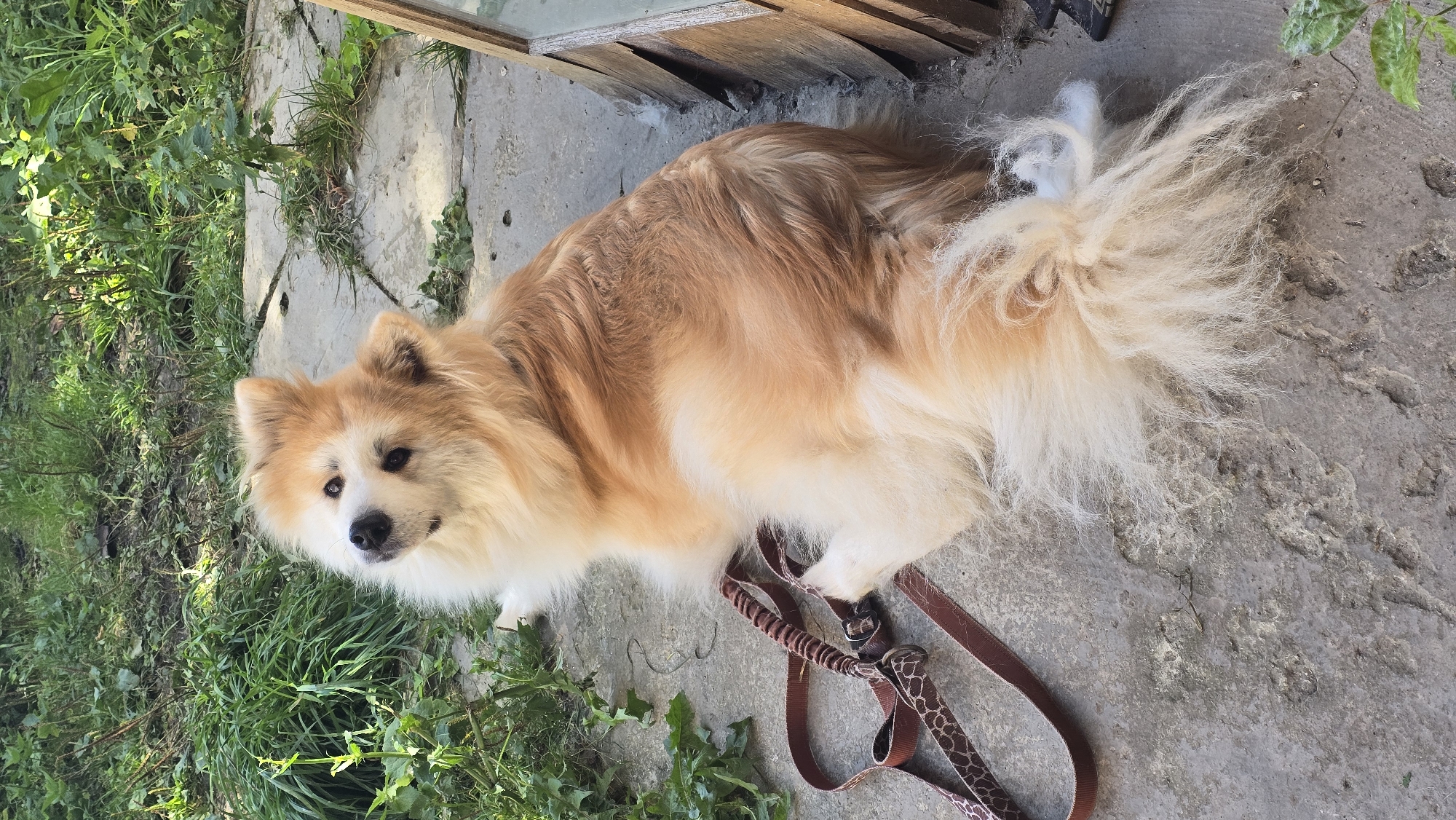 A medium-sized, fluffy dog with golden-brown fur and white markings on its face is lying on a concrete surface outdoors. The dog is looking up and to the left, with its head tilted. A brown leash with a patterned strap lies next to the dog's front paws. In the background, there is green grass and some stone paving. The scene appears to be in a backyard or garden area.