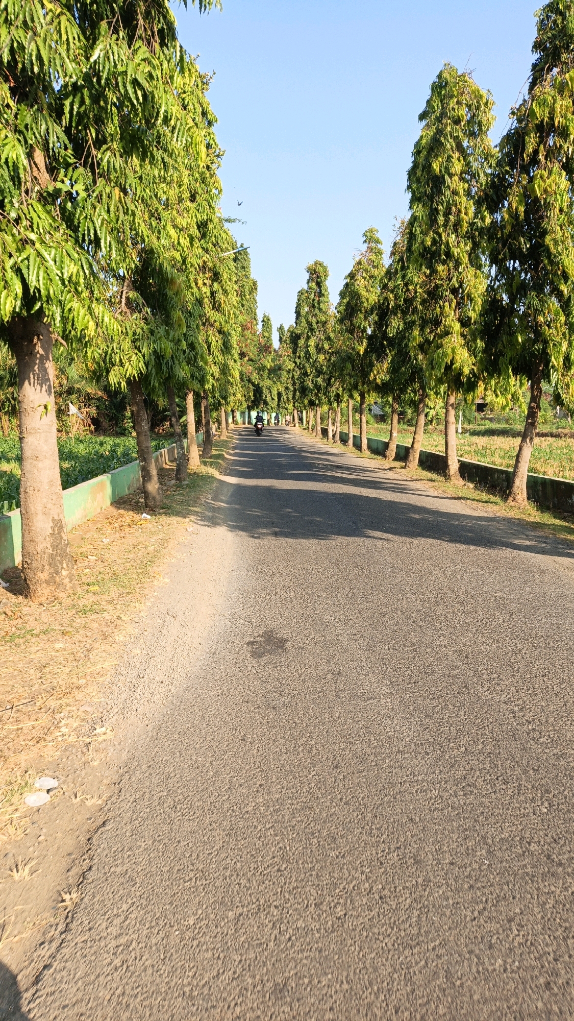 A paved road curves through a village in Kuwasen, Indonesia, flanked by a line of tall, slender trees on either side. The trees have dense, green foliage and their trunks are visible against the pavement and a low green barrier wall. The road surface is gray and appears to be made of asphalt. In the distance, a person rides a motorcycle on the road. The sky is clear and blue, with the sun casting long shadows from the trees across the road. The area beside the road on the left is a grassy embankment. Agricultural fields are visible behind the trees on the right.