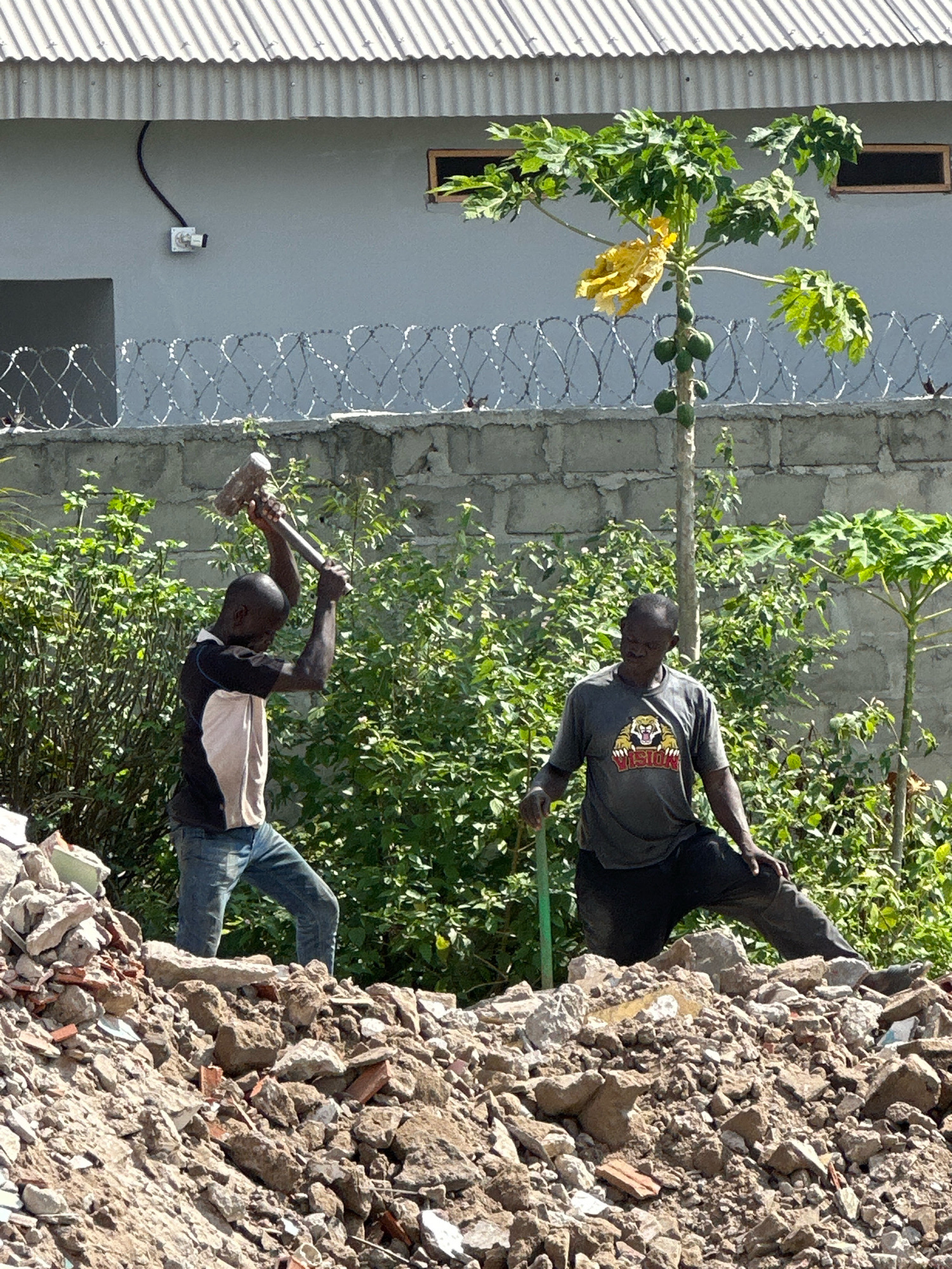 In Badagry, Nigeria, two men are engaged in demolition work amidst a pile of rubble. One man, wearing a black and white t-shirt and blue jeans, stands on the rubble and wields a sledgehammer above his head, preparing to strike. To his right, a second man, dressed in a grey t-shirt and dark pants, kneels on the rubble, holding a green tool that appears to be a shovel or a pickaxe. Behind them, a stone wall topped with razor wire separates the demolition site from a building with a corrugated metal roof. A papaya tree with green fruits grows in front of the wall, adding a touch of nature to the otherwise industrial scene. The environment is sunny, with lush green foliage visible behind the men.