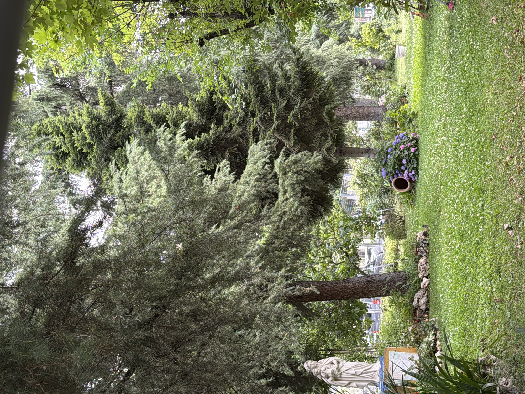 The image depicts a serene garden scene, bathed in the soft, diffused light of what appears to be a cloudy or overcast day. The dominant subjects are lush greenery and trees, suggesting an outdoor setting rich with vegetation. In the foreground, a portion of a white statue, possibly of a religious figure, is visible, adding a touch of artistic or contemplative element to the natural landscape.
To the right of the statue, a grassy lawn is meticulously mowed and dotted with small white flowers, creating a textured carpet. A border of rocks runs along the edge of the lawn, separating it from more dense planting. In the mid-ground, a large terracotta pot overflows with vibrant pink and purple hydrangeas, their bold colors a striking contrast to the surrounding greens.
Several mature trees with thick trunks and dense foliage are scattered throughout the scene, their branches reaching towards the sky. The leaves range in color from deep green to lighter, more feathery textures, indicating a variety of plant species. In the background, hints of structures and perhaps more landscaping can be glimpsed through the trees, suggesting that this garden might be part of a larger property or park.
The overall atmosphere is one of tranquility and natural beauty. The absence of direct sunlight and people contributes to a peaceful and undisturbed feeling. There are no overt signs of specific activity or events taking place, rather the image captures a moment of quiet repose in a well-maintained garden. No visible text is present in the image.