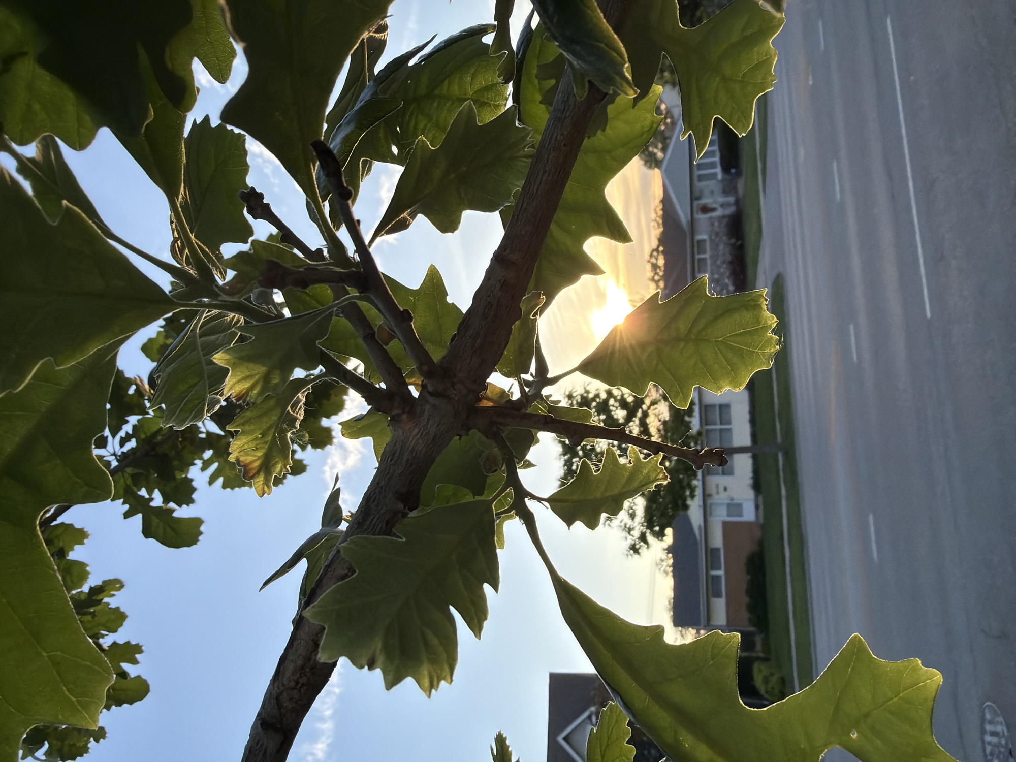 Here's a detailed description of the image:
**Scene:** A low-angle shot looking up through the branches and leaves of a tree. The leaves are green with distinctive lobed edges. The sun is shining brightly, partially obscured by the leaves. In the background, there's a street with a house visible on the side of the street and the sky.
**Objects:** Tree branches and leaves, a street, a house, the sky, and the sun.
**Location:** Based on the visual characteristics and lack of identifying features, the image appears to depict a common residential street scene in Niles, Illinois, United States.