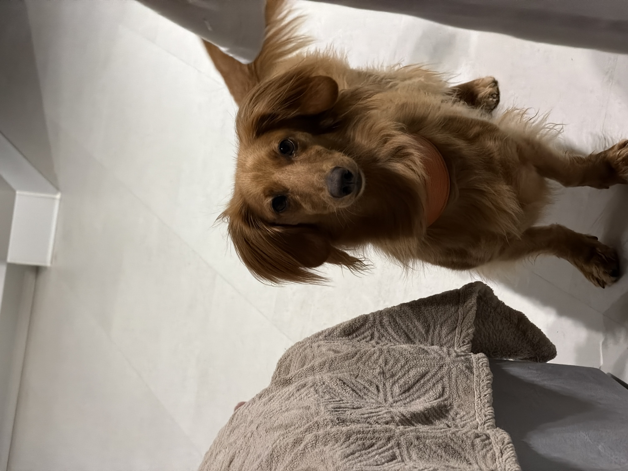 A long-haired, brown dachshund with floppy ears and an orange collar stands on a white tiled floor, facing the camera. The dog is positioned slightly to the right of the center of the frame. To the left of the dog, a portion of a grey object covered with a textured, beige fabric is visible. To the right of the dog, a white, vertical object, possibly a piece of furniture or clothing, is partially in the frame. The background consists of the white tiled floor and a white wall with a subtle light source creating shadows. The overall setting appears to be an indoor space, such as a home or a room in a hotel. There is no indication that this image was taken in Sochi, Russia.