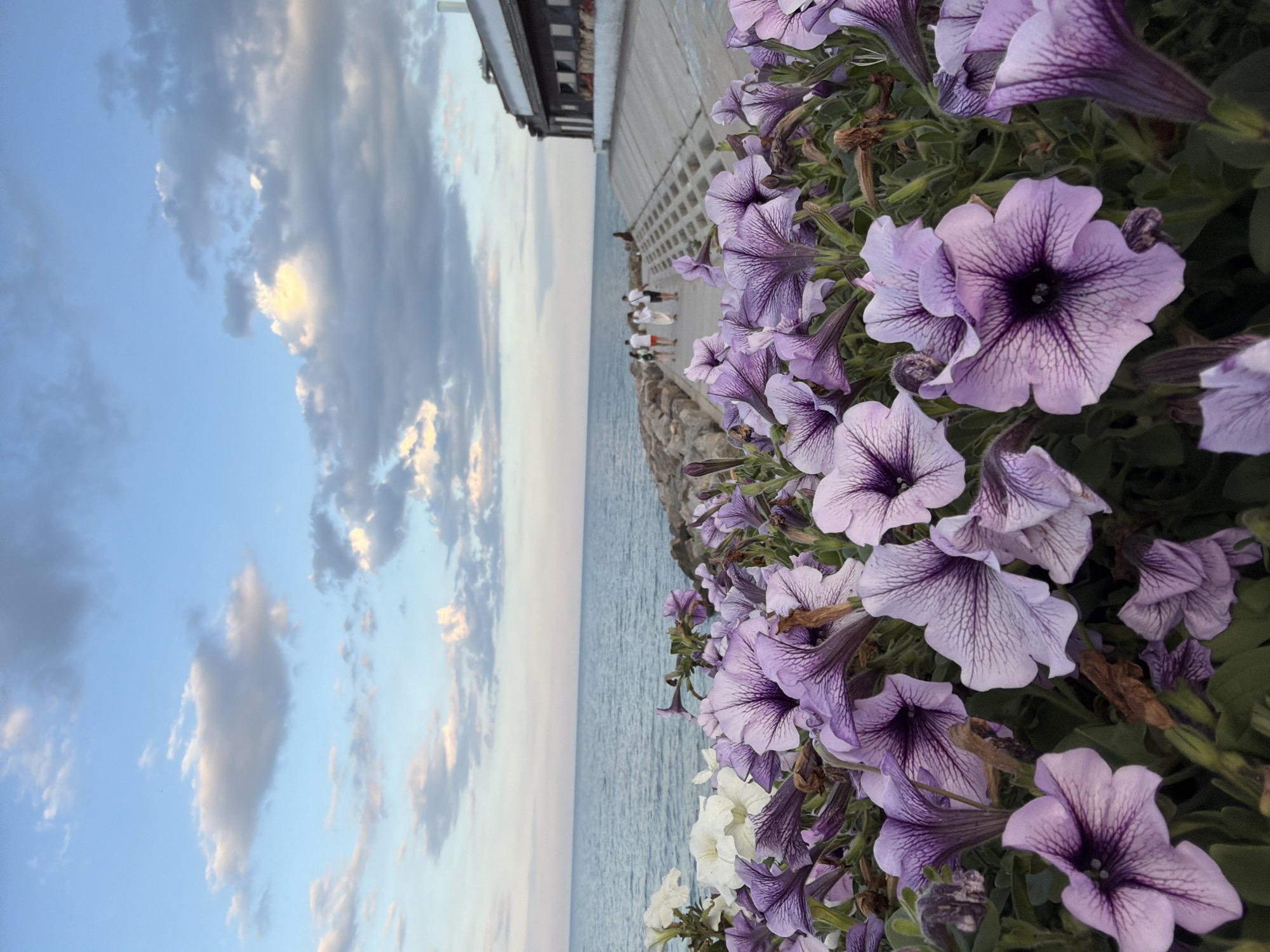 In the foreground, a dense cluster of purple petunias with dark purple veining fills the lower half of the frame. To the left, a few white flowers are interspersed within the purple blooms. Beyond the flowers, a calm, blue body of water stretches to the horizon, meeting a sky filled with a mix of light and dark clouds. A rocky embankment separates the water from a paved walkway, which leads to a building with a dark roof and multiple windows. Several people, appearing as small figures, are walking along the walkway, some from a distance. The scene suggests an outdoor setting near a body of water, possibly a coastal area or a large lake. There is no information in the image to suggest the location is Fontanka, Ukraine.