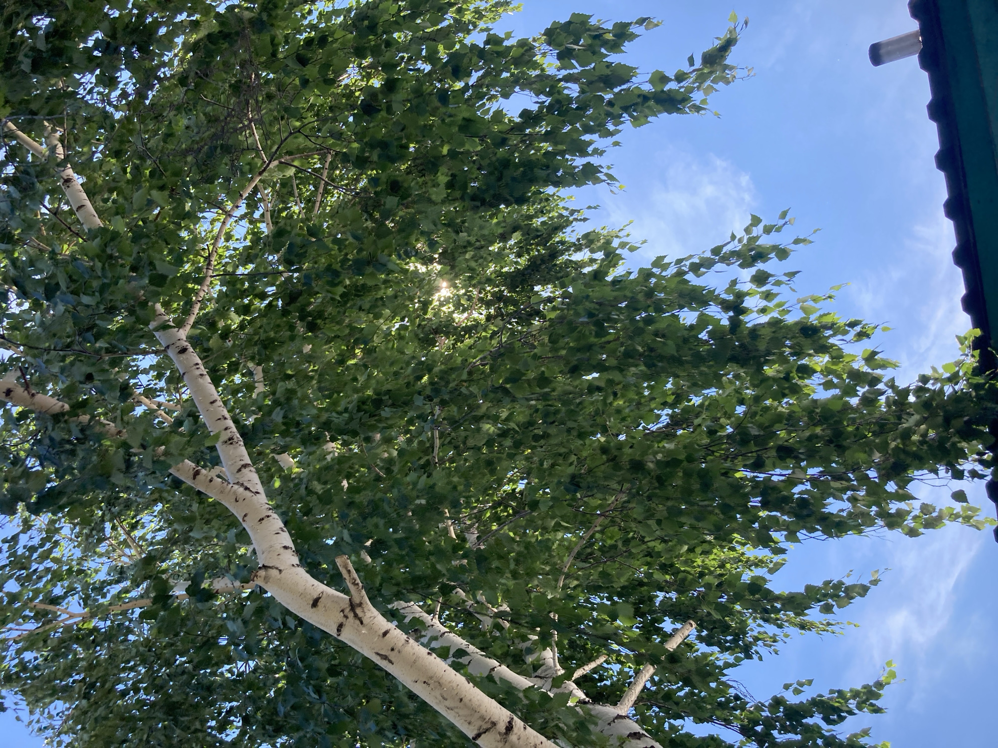 In Ракиты, Russia, the image shows an upward view of a birch tree against a bright blue sky with scattered clouds. Sunlight filters through the green leaves, creating dappled light. The white bark of the tree is visible, with characteristic dark markings. In the lower right corner, the dark, sloped roof of a building with a metallic chimney is partially visible. The scene suggests an outdoor setting, likely a residential area, on a clear day.