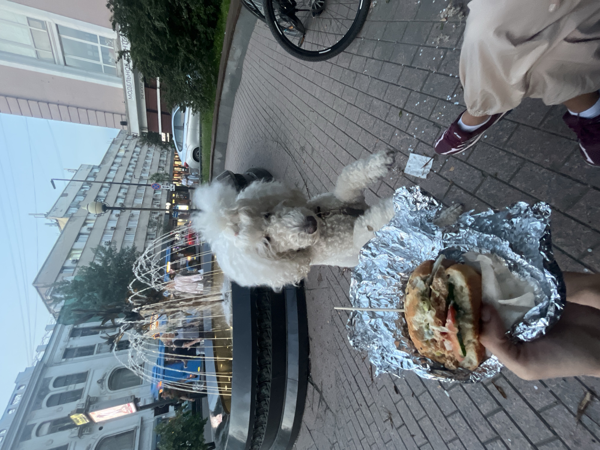 A fluffy white poodle sits attentively on a brick-paved area in front of a fountain, looking towards a partially eaten burger held in a person's hand. The burger is wrapped in aluminum foil, with a toothpick inserted in the top. The poodle is wearing a collar. The fountain is ornate with water spraying upwards and appears to be a central feature of a public square. In the background, there are multi-story buildings, some with visible windows and signage, suggesting an urban setting. A silver car is parked on the street behind the fountain, and a bicycle with black tires is visible to the right of the poodle. The sky is overcast and the lighting suggests it is either early morning or late evening. The ground is paved with interlocking bricks, and fallen leaves and small white flower petals are scattered across the surface. The architecture of the buildings and the general urban landscape are consistent with a location in Krasnoyarsk, Russia. The person holding the burger is wearing light-colored pants and burgundy sneakers with white socks.