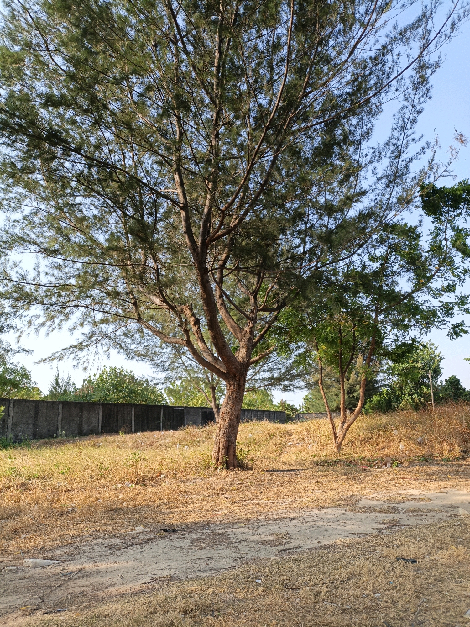 This is an outdoor, medium-angle shot of a tree in Cikal, Indonesia. The tree is in the center of the frame and is tall with a brown trunk and green, feathery foliage. The ground is covered in dry, golden grass and dirt. In the background, there is a low, grey concrete wall and more trees and foliage. The sky is clear and blue. There are no people or animals visible in the image. The scene appears to be a dry, somewhat unkempt area.