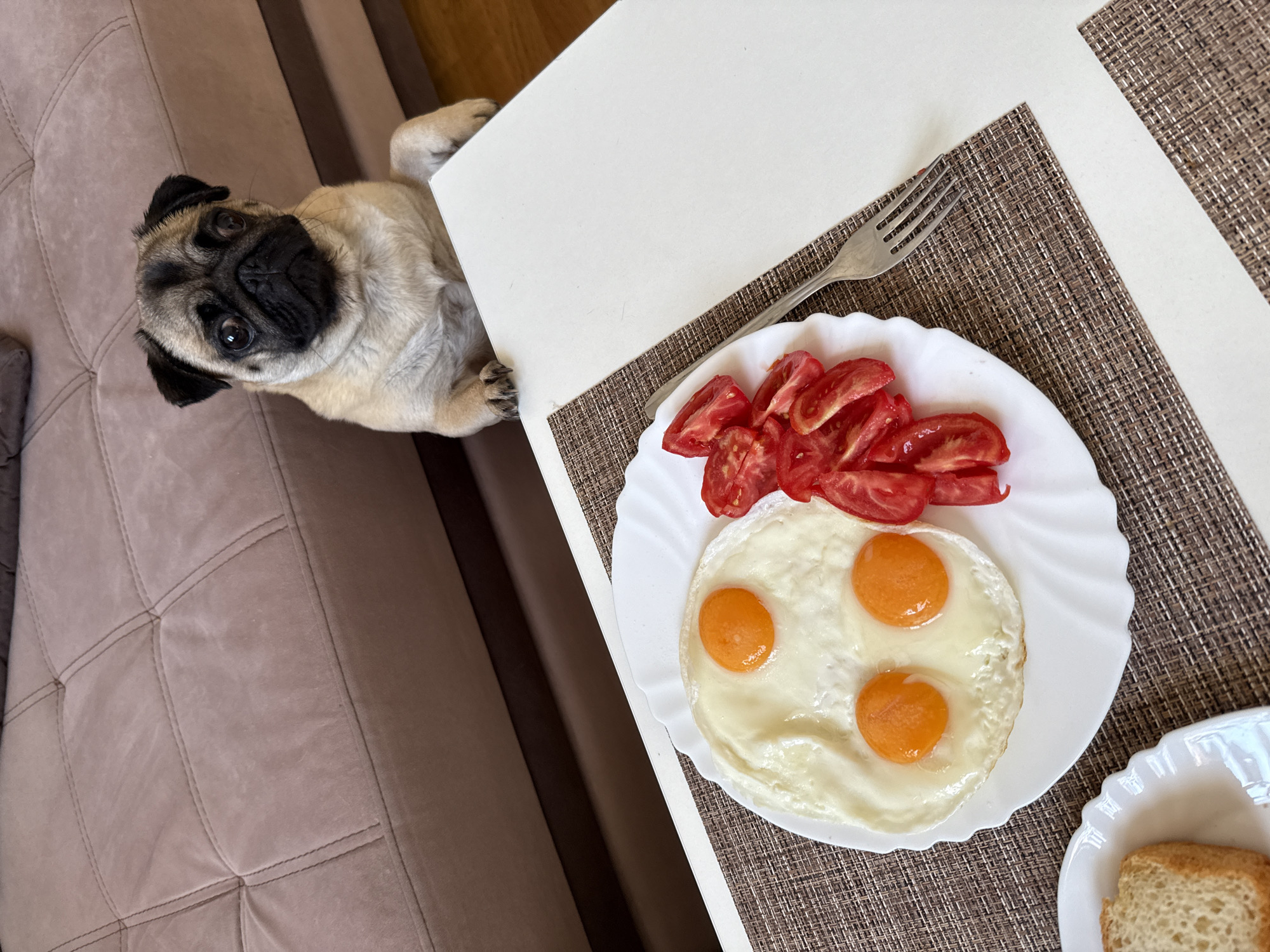 A pug dog is sitting at a table with a breakfast of fried eggs and sliced tomatoes. The pug is leaning on the table with its front paws, looking at the food. A piece of bread is visible on a plate to the left of the main plate. A fork is also on the table. The background shows a couch.