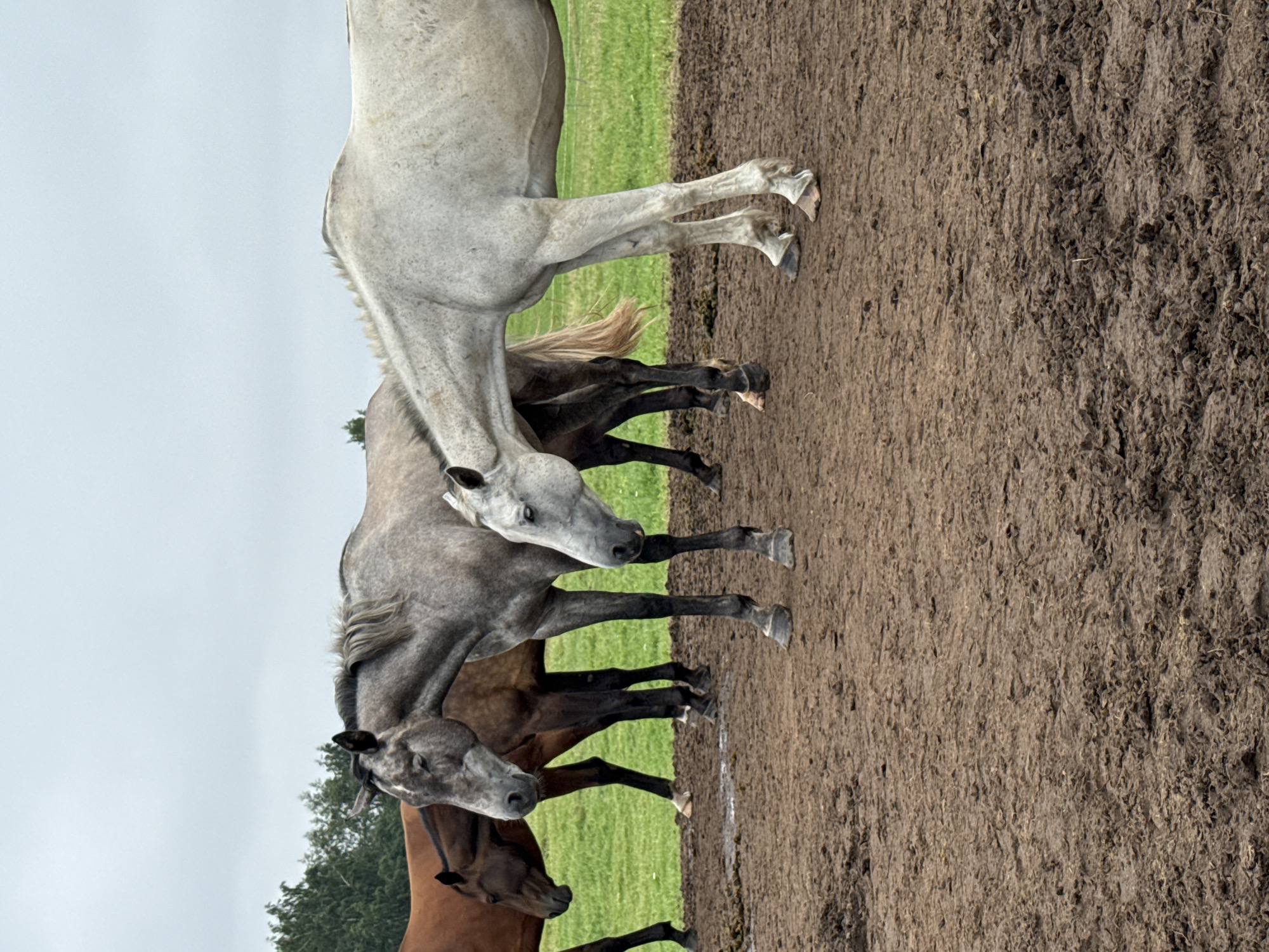 In Galinė, Lithuania, a group of horses are standing on muddy ground. The horses are of various colors, including brown, grey, and white. They are positioned closely together, with their heads lowered. The environment appears to be an outdoor pasture, with a grassy field and trees visible in the background under a cloudy sky. The mud on the ground suggests recent rainfall or a naturally damp area. The horses seem to be calm and resting.