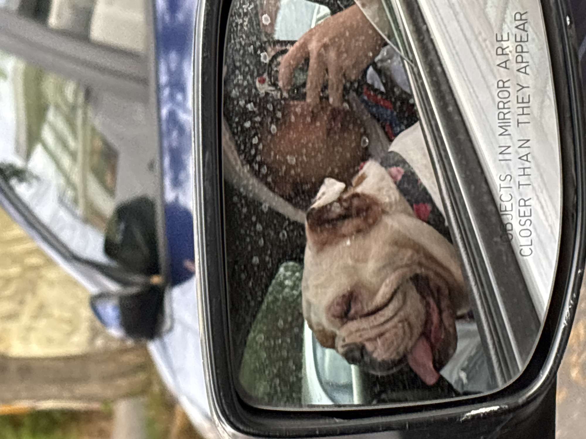 An English bulldog with a pink tongue sticking out is visible in the side mirror of a blue car. The dog is looking towards the camera with its eyes closed. In the reflection of the mirror, a person holding a phone is visible, taking a photo of the dog. The car's window is partially rolled down, allowing the dog to look out. The reflection also shows a tree and a building in the background. The text "OBJECTS IN MIRROR ARE CLOSER THAN THEY APPEAR" is visible on the mirror. The scene appears to be in a residential area, possibly in Mexico City, Mexico, given the architecture visible in the reflection and the general context of the image.