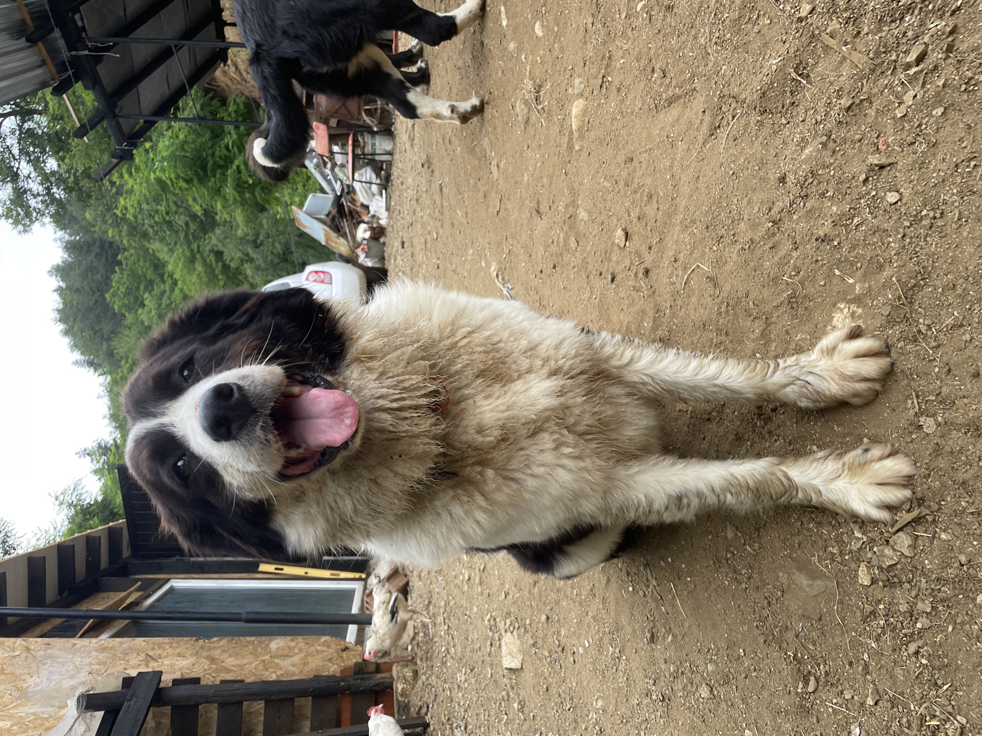 The image, taken in Zlatograd, Bulgaria, shows a large, fluffy dog with black and white markings lying on the dirt ground. The dog is facing the camera with its mouth open, tongue hanging out, suggesting it might be panting or excited. Its eyes are dark and alert. The dog's fur appears somewhat dirty, indicating it has been outdoors.
In the background, a white car is partially visible, parked on a dirt path. Further back, there are green trees and foliage, suggesting a rural or semi-rural setting. To the left of the frame, a building with a corrugated metal roof and wooden structures is present. A few chickens are also visible in the lower part of the image, one of which is white and appears to be near the dog.
The overall scene appears to be outdoors during the daytime, with overcast skies indicated by the soft lighting. The ground is predominantly dirt with scattered small stones and dried grass. The dog is the main subject, and its expression conveys a sense of openness and perhaps playfulness. There is no visible text in the image. The image's orientation is rotated 90 degrees clockwise.