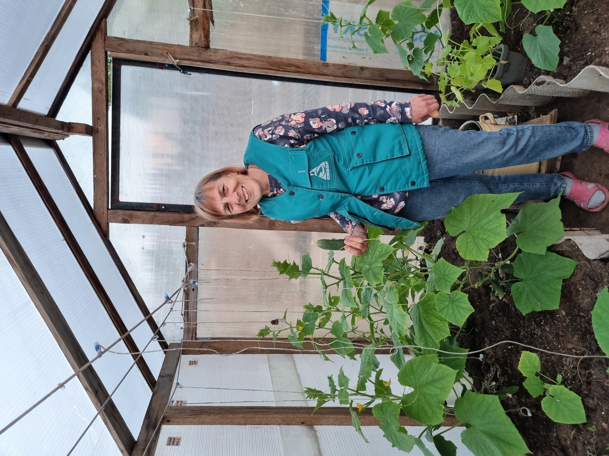 A woman with short, light brown hair stands smiling in a greenhouse in Chaikovsky, Russia. She wears a dark floral long-sleeved shirt, a teal vest with the Cyrillic text "СМБСП" printed on the left chest, blue jeans, and pink sandals. Her right hand gently holds a medium-sized green cucumber, still attached to its vine.
The greenhouse features a rustic construction with a wooden frame and translucent, corrugated plastic or polycarbonate panels forming the roof and walls, allowing diffused light to enter. Inside, numerous cucumber plants thrive in soil beds, their large green leaves and small yellow flowers visible. Some smaller cucumbers are also growing on the vines. A trellising system made of white string and blue clips supports the growing plants, extending towards the roof. Faint labels are visible on some strings, one reading "САЛАТ" (salad) and "БАБА А", another "ДВ2", likely indicating plant varieties or locations. The ground is dark, moist soil, and in some areas, pieces of old corrugated material (possibly asbestos) are used as edging. Through the translucent walls, glimpses of outdoor greenery and a blurry blue package with Cyrillic text are faintly visible. The overall impression is one of a productive and well-tended home or small-scale greenhouse.