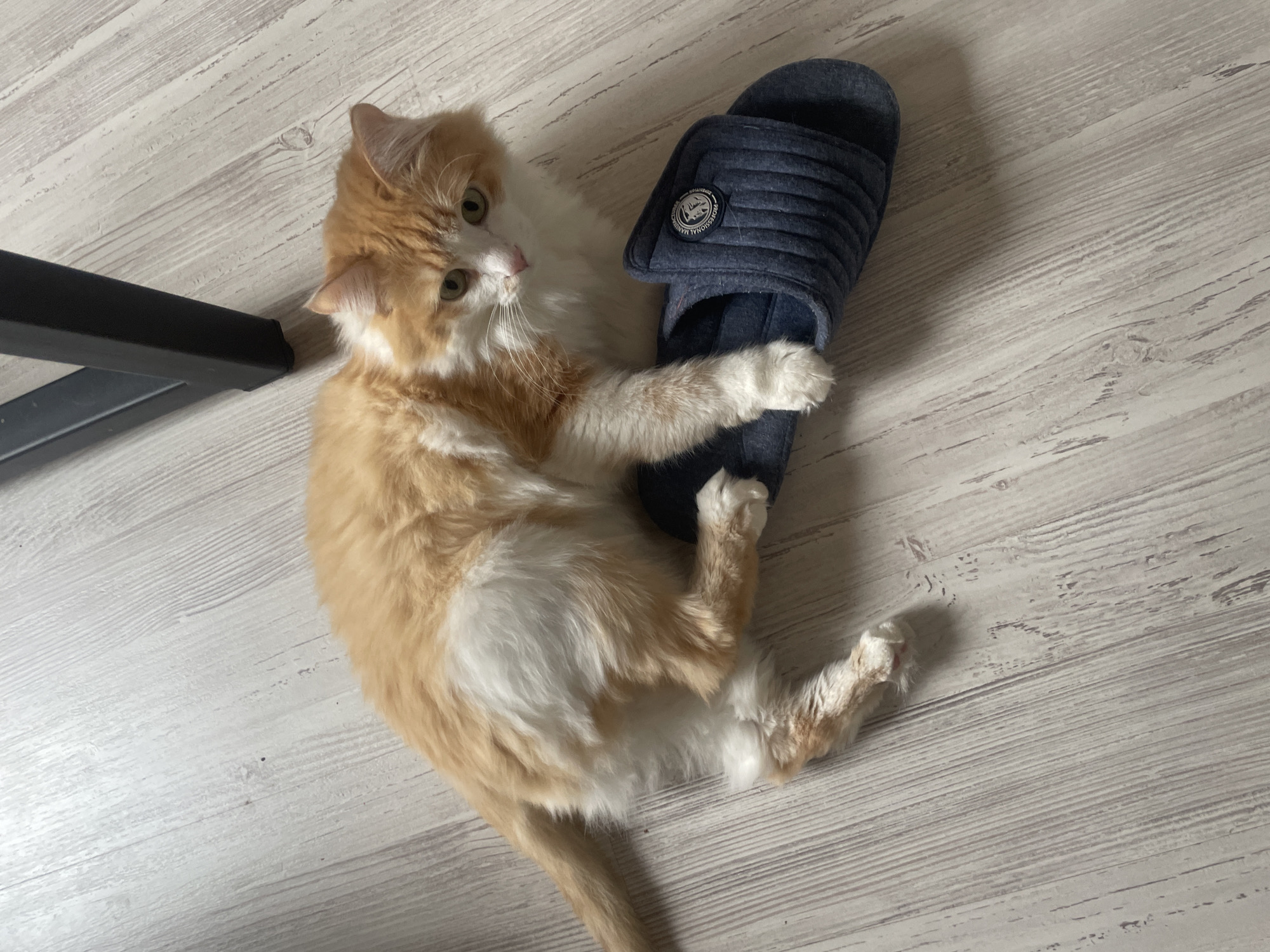 An orange and white cat lies on its back, on a light gray wooden floor, and is gripping a dark blue slipper with its paws. A portion of a black object, possibly furniture, is visible in the upper left of the frame. The location is Unknown, Unknown.