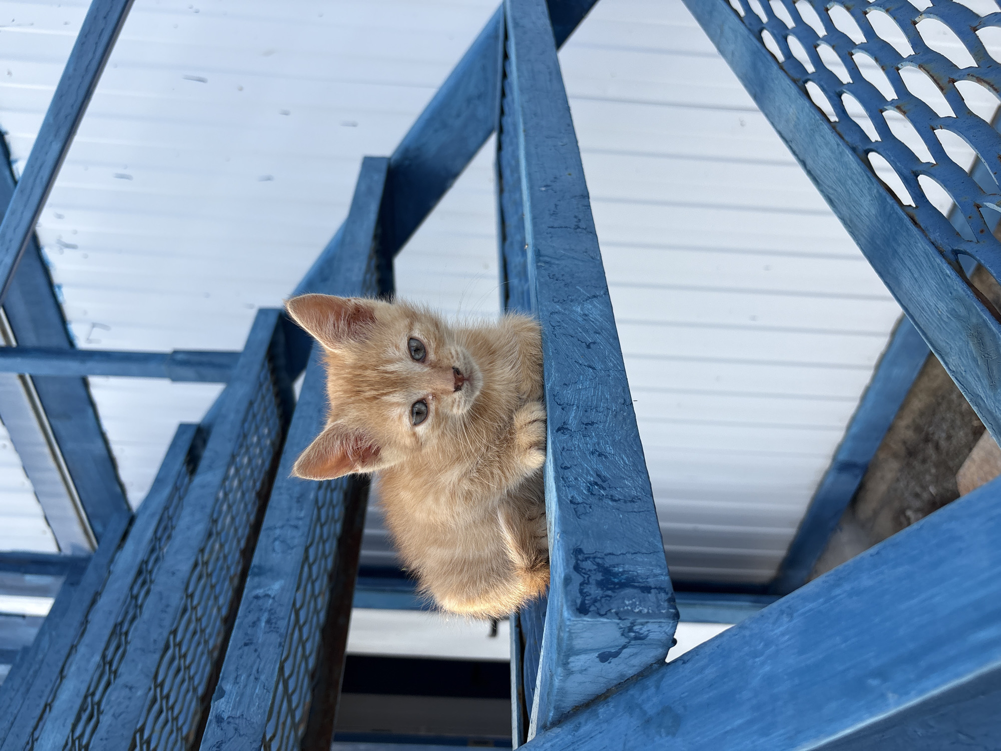 A ginger kitten is sitting on the blue metal steps of an outdoor staircase. The kitten is facing forward and looking at the camera. The background consists of a white corrugated wall. The scene is outdoors in what appears to be an urban or industrial area, given the metal staircase and corrugated siding. The specific location in the city of Kiparisnoe, Ukraine, is not evident from the image itself, as there are no landmarks or identifying features.