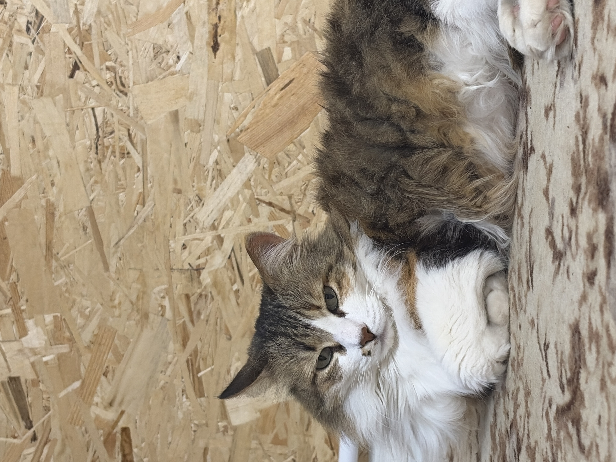 A cat is lying on a patterned surface, with a wooden wall in the background. The cat is light brown, dark brown, and white with green eyes. The pattern on the surface has dark brown streaks on a light-colored background. The wooden wall is made of wood chips that are light brown. The location is Chaikovsky, Russia.