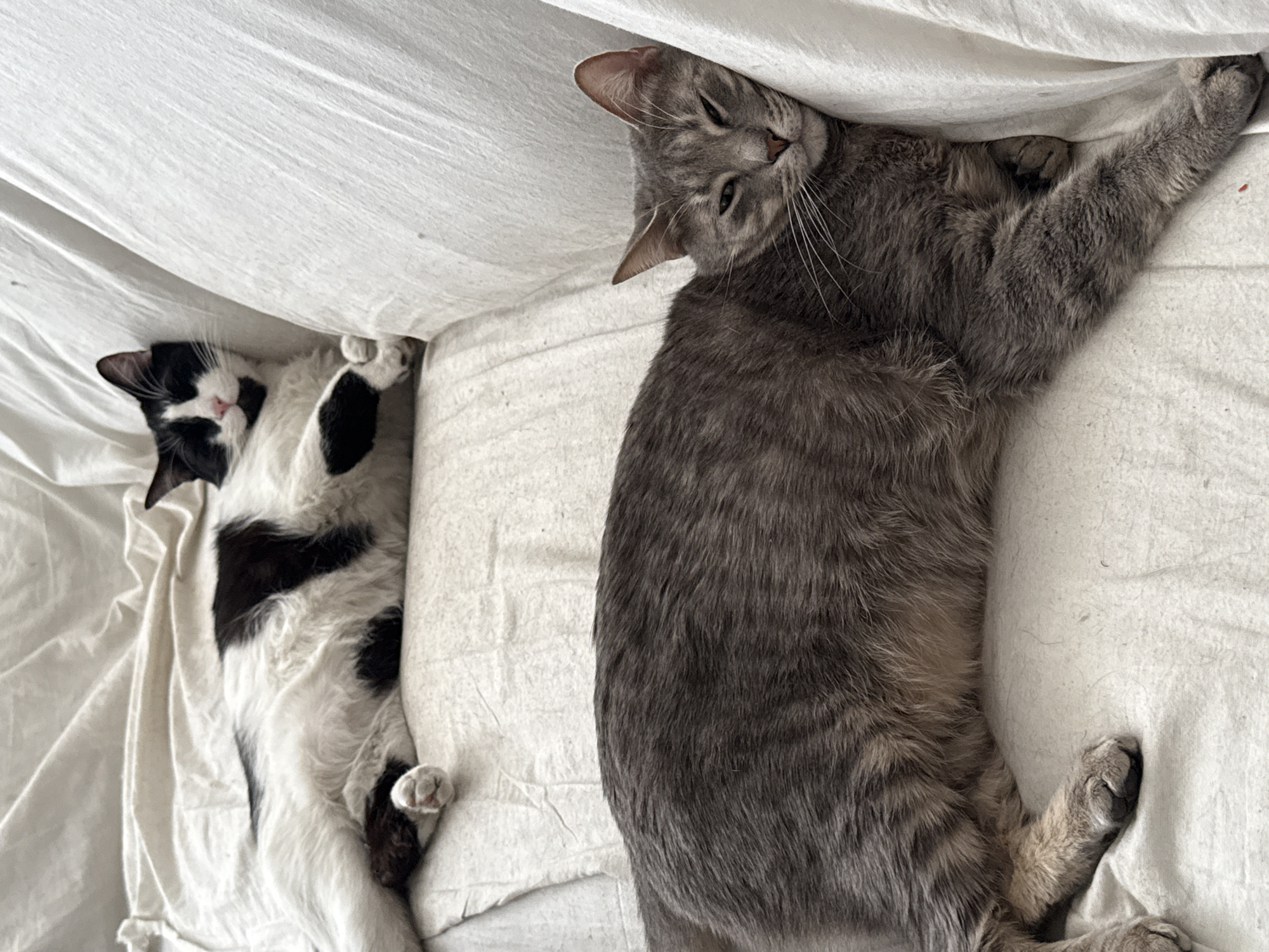 Two cats are lying on a white surface, possibly a bed or couch, covered with white fabric. The cat on the left is a black and white tuxedo cat lying on its back under a fold of the fabric. The cat on the right is a gray tabby cat lying on its side, stretching out an arm with its paw visible. The cats are close together, suggesting they might be interacting or simply relaxing near each other. The environment appears to be indoors, with ample natural light illuminating the scene. There is no indication of the city of Puebla, Mexico.