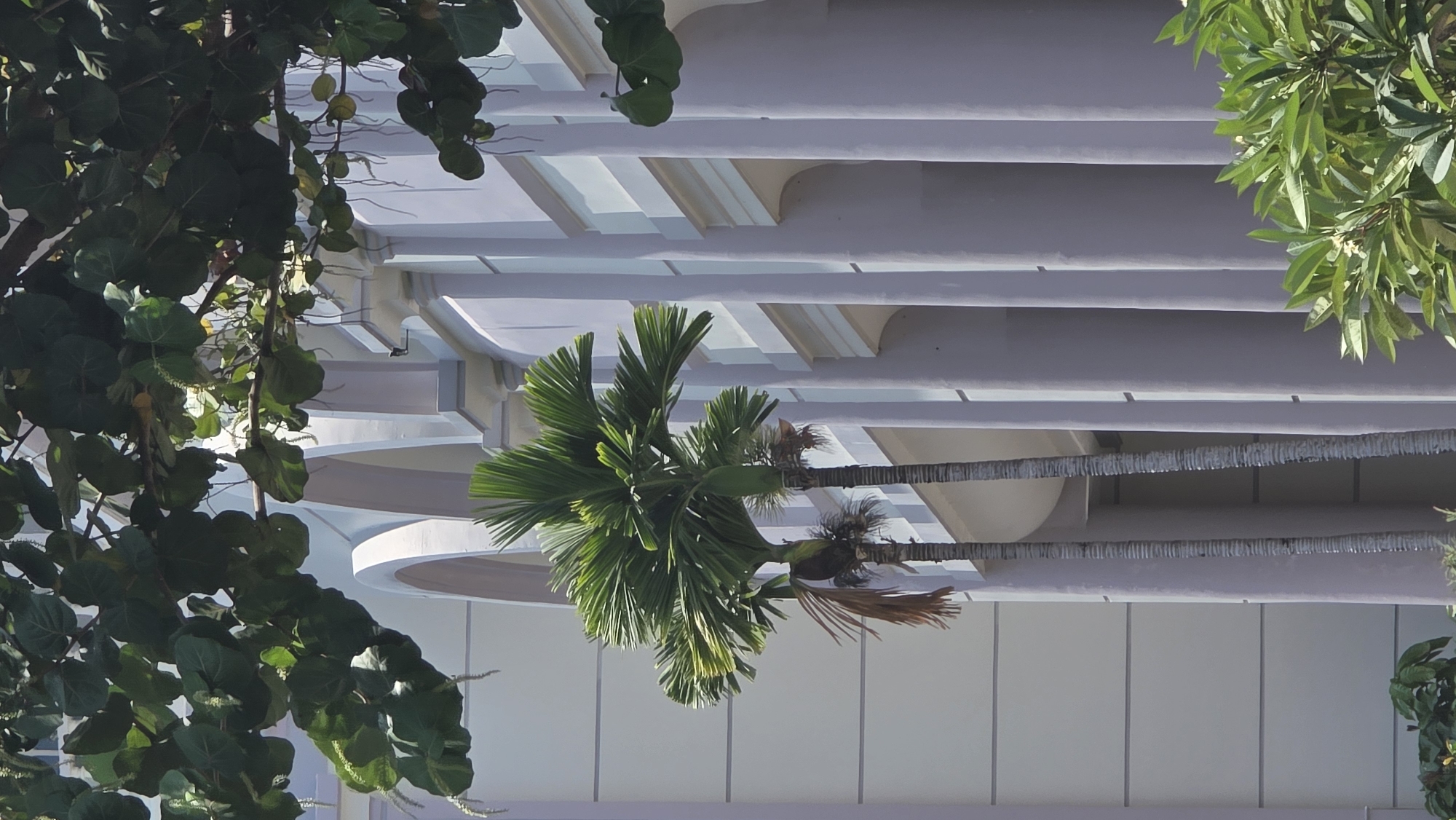The image presents an upward-angled view featuring architectural elements and vegetation. A building with a multi-tiered, horizontal design dominates the background, constructed of white or light grey materials. The architecture is characterized by a series of repeating linear structures, with subtle shadow variations suggesting depth.
Framing the building are the dark green leaves and branches of trees, with a notable cluster of round, light-colored fruit hanging from the branches on the left. In the foreground, a palm tree emerges, its fronds pointing outward and slightly downward.
Given the presence of palm trees and the architectural style, it may possibly be located in the city of Nha Trang, Vietnam.