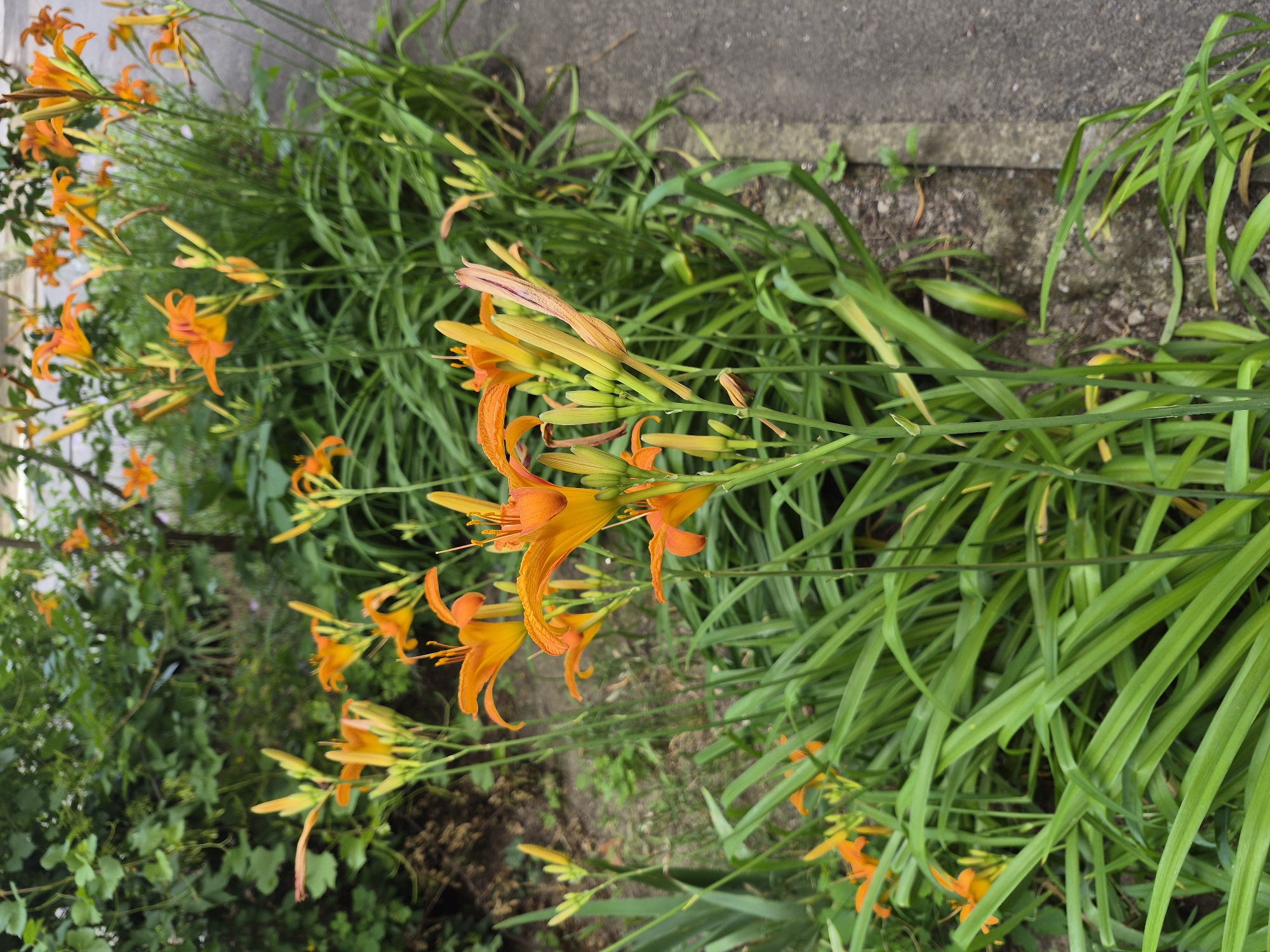 The image displays a vibrant cluster of orange daylily flowers in bloom, interspersed with their long, green, sword-like foliage. The flowers are the primary subject, with their trumpet-shaped petals and prominent stamens. Several buds are visible, suggesting the plants are in peak flowering season.
The scene is set outdoors, with a gray concrete surface appearing in the upper right portion of the image, possibly a sidewalk or pathway, bordering the flowerbed. The ground beneath the flowers consists of soil and scattered debris. The lighting suggests it is daytime, likely with overcast or diffused sunlight, as there are no harsh shadows. The overall atmosphere is one of natural beauty and abundance. The orientation of the image is such that the flowers and foliage are growing and cascading downwards from the top of the frame, with the concrete edge to the right and an out-of-focus green foliage on the left. No people, text, or specific time-indicating elements are present.