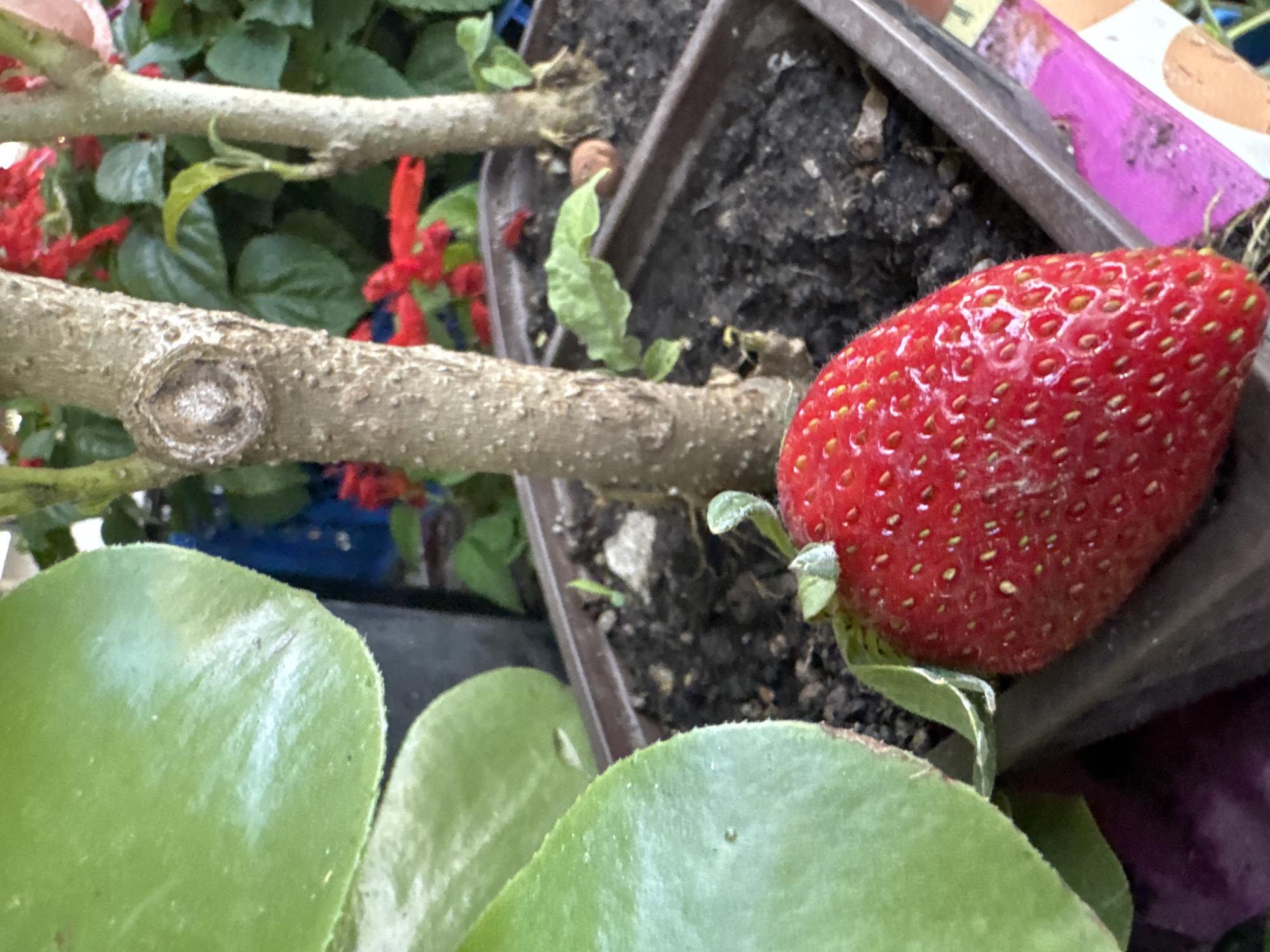 This is a close-up, eye-level, outdoor photograph of a single, ripe strawberry resting in a brown plastic planter filled with dark soil. The strawberry is bright red with visible seeds and a green calyx. To the left of the strawberry, a large, succulent green leaf partially obscures the planter. Behind the strawberry and leaf, the trunks of two small trees with rough bark are visible, surrounded by green foliage and small red flowers. The background is out of focus, suggesting a garden or nursery setting. There are no people or animals in the frame. The scene appears to be a still life of a strawberry plant. The location is described as the city of Sochi, Russia, though there are no visual cues in the image to confirm this specific location.