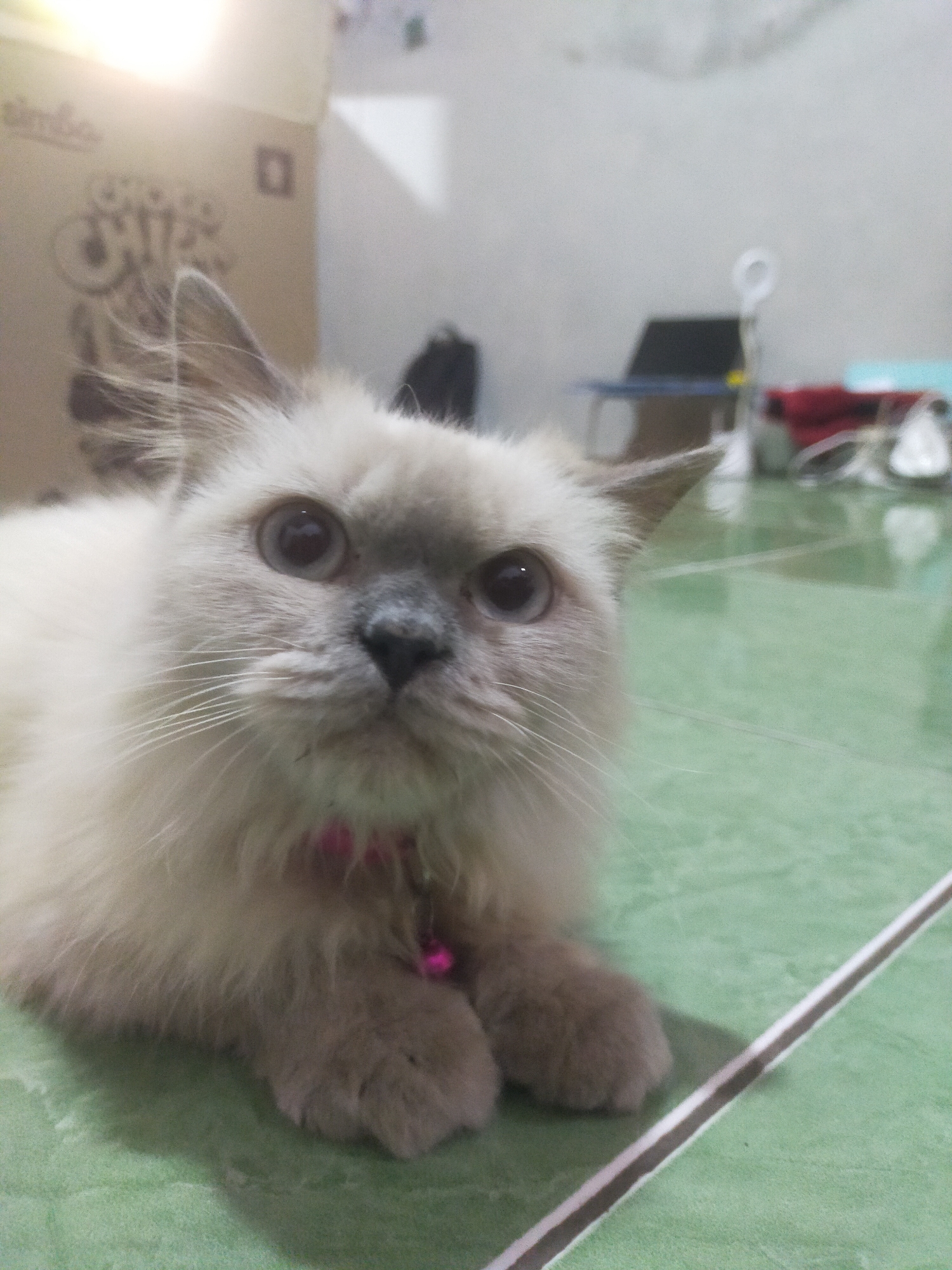 A light-colored cat with fluffy fur is lying down on a green tiled floor in an indoor setting. The cat is facing forward, with its paws tucked underneath its body. It is wearing a pink collar with a small bell. In the background, there is a blurred cardboard box with text on it, and other objects that are out of focus. The lighting in the image appears to be coming from the left. This scene is likely from a residence in Bantul, Indonesia, given the green tiled floor which is common in many Indonesian homes.