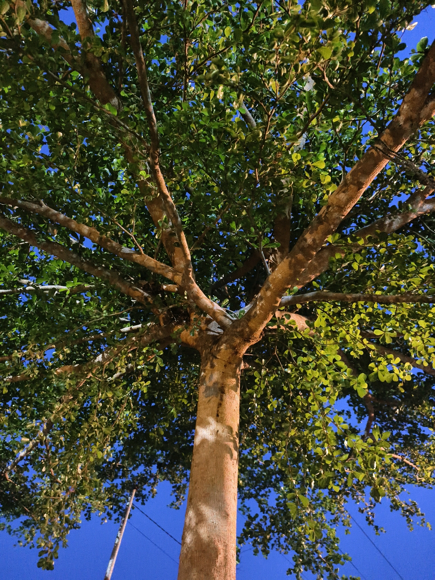 A low-angle, full-shot photograph captures a large tree with a thick, textured trunk and expansive branches filled with small, green leaves. The branches spread widely, creating a dense canopy against a clear, deep blue sky. Some branches are illuminated by an unseen light source, highlighting their rough, brown bark and casting dappled shadows on the trunk. The scene is likely from Muara Bulian, Indonesia, as indicated by the presence of a utility pole and wires visible in the background, common in urban or suburban environments. The overall impression is one of natural beauty contrasted with the infrastructure of human habitation.