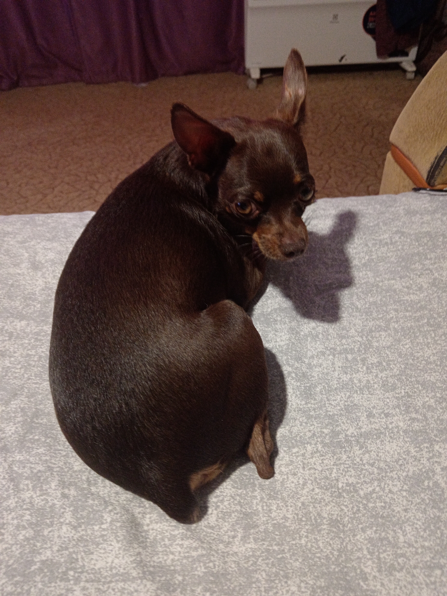 A small, dark brown dog with large ears is curled up on a light grey textured surface. The dog is looking back over its shoulder towards the viewer. A shadow of the dog is cast on the surface to its right. The background is out of focus and appears to be an indoor domestic setting with a textured brown floor and a dark purple curtain. The image is taken from a high angle.
