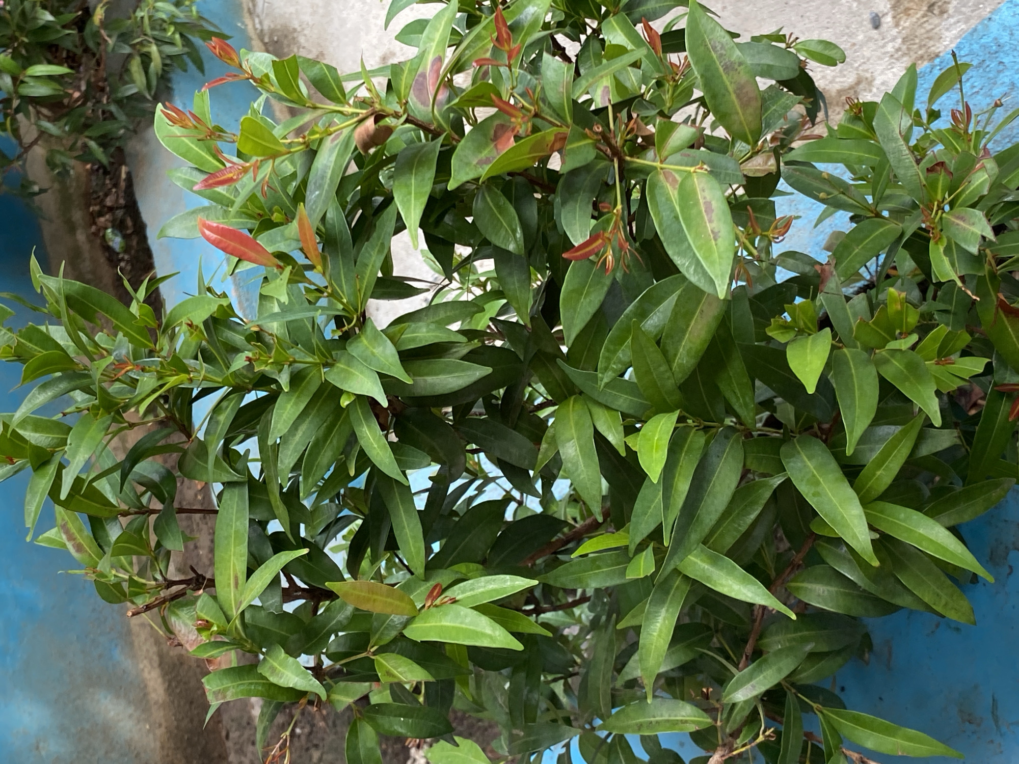 The image displays a close-up view of a lush green plant with several reddish-bronze new leaves. The plant has a dense canopy of elongated, pointed leaves, some of which show subtle brown spotting. The background consists of a bright blue surface, possibly a painted wall or planter, with a textured concrete surface visible behind it. The scene appears to be outdoors, given the natural lighting and the presence of other foliage in the distance. The location is identified as Lamgaboh, Indonesia, suggesting a tropical or subtropical environment conducive to plant growth. There are no people or animals visible in the frame, and the focus is solely on the botanical subject.