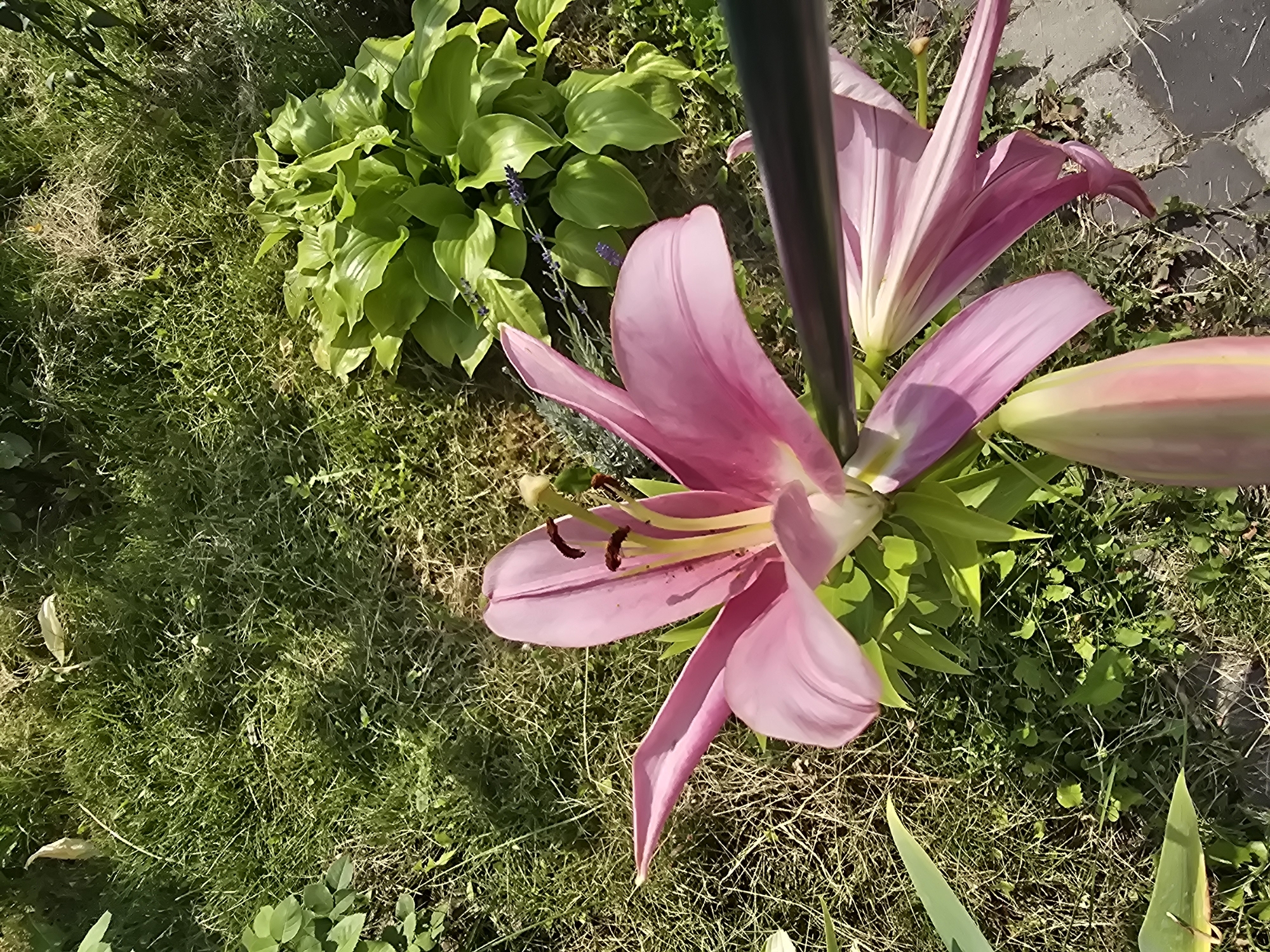 The image depicts a close-up, high-angle view of a pink lily flower in a garden setting. The lily, with its prominent petals and stamens, is the central subject. It is surrounded by lush green grass, some of which appears dry and matted. To the right of the lily, a cluster of large, bright green hosta leaves is visible, interspersed with small sprigs of lavender. A dark, cylindrical object, possibly a pole or stick, partially obstructs the view of the lily from the right side of the frame. The ground is a mixture of grass, soil, and some paving stones along the bottom edge of the image. The lighting suggests it is daytime, with shadows cast on the grass, indicating sunlight. The overall scene is a natural, outdoor environment within a residential or public garden. There is no indication of people or specific city landmarks within the frame, and therefore no direct visual information confirming its location in Sofiivska Borshchahivka, Ukraine.