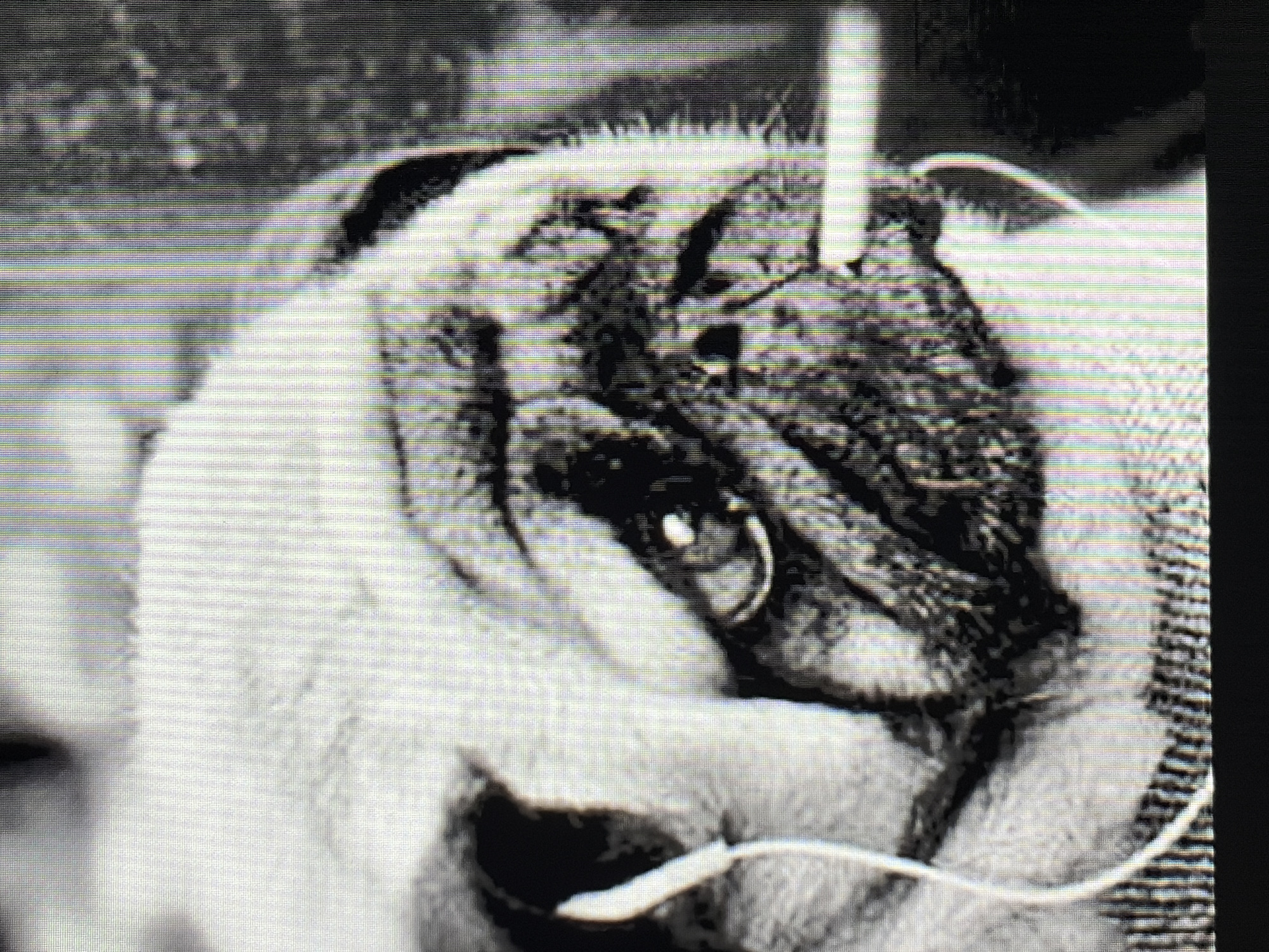 A black and white, close-up, head-and-shoulders shot shows a pug dog wearing earbuds, with one earbud in its left ear. The pug's head is tilted slightly down and to its right, and its face is angled towards the viewer. The dog has deep wrinkles on its face and its eyes are dark and expressive. A thin, white object, possibly a cigarette or a piece of straw, is held horizontally between the pug's lips. The background is dark and out of focus. The image is grainy and appears to have been taken with a low-resolution camera or has been digitally enlarged. The exact location in the city of Unknown, Unknown, is not discernible from the image.