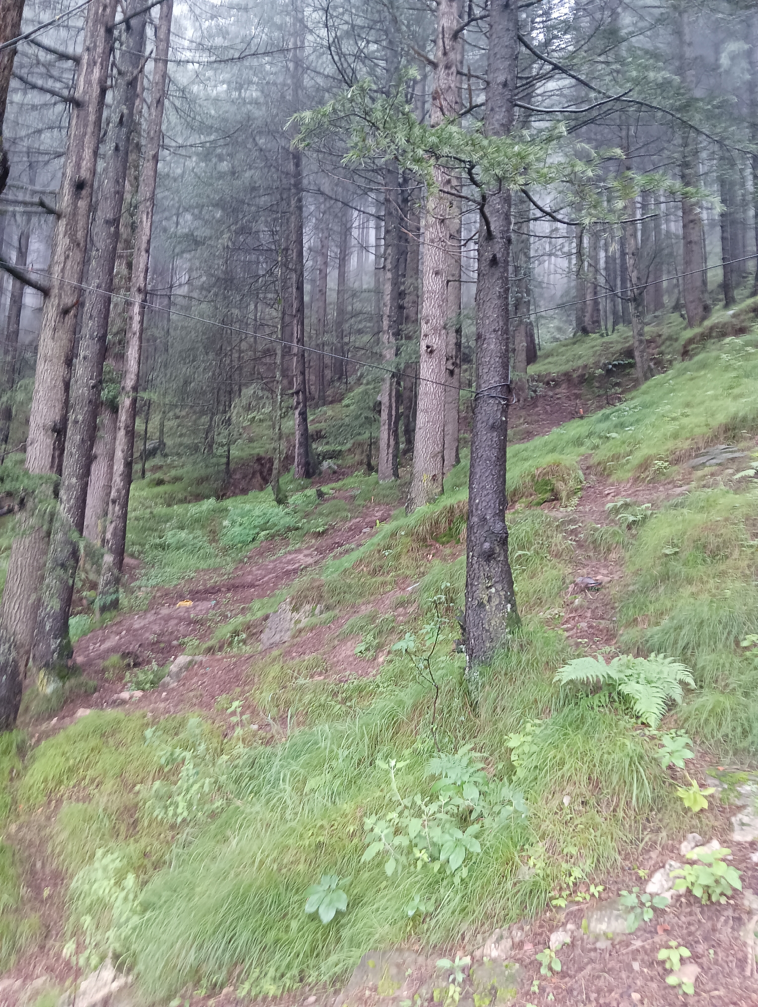 The image depicts a view of a forested hillside in Chhyal, India, characterized by a dense collection of tall, mature pine trees with rough, textured bark. The ground slopes upwards and to the right, covered in lush green grass and scattered ferns. A narrow, reddish-brown dirt path winds its way up the slope through the vegetation. The atmosphere appears overcast and hazy, suggesting it might be a foggy or misty day, which contributes to a somewhat subdued and naturalistic color palette dominated by greens and browns. There are no people or animals visible in the image. A thin wire, possibly part of a utility line, can be seen stretched horizontally across the frame in the upper portion.