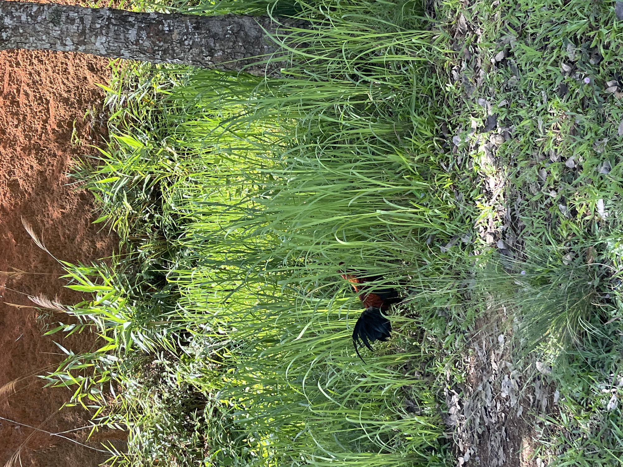 A rooster with black and red plumage is partially obscured by tall, green grass in a natural outdoor setting. The rooster's tail feathers are black and curved. Behind the grass, a reddish-brown embankment is visible, covered in places with sparse vegetation and tall, wispy stalks. To the right of the scene, a section of a tree trunk with textured, gray and white bark stands vertically. The ground in the foreground is covered with a mix of dry leaves and green grass. The overall environment suggests a rural or semi-natural area. This location is identified as being in the city of Xayden, Laos.
