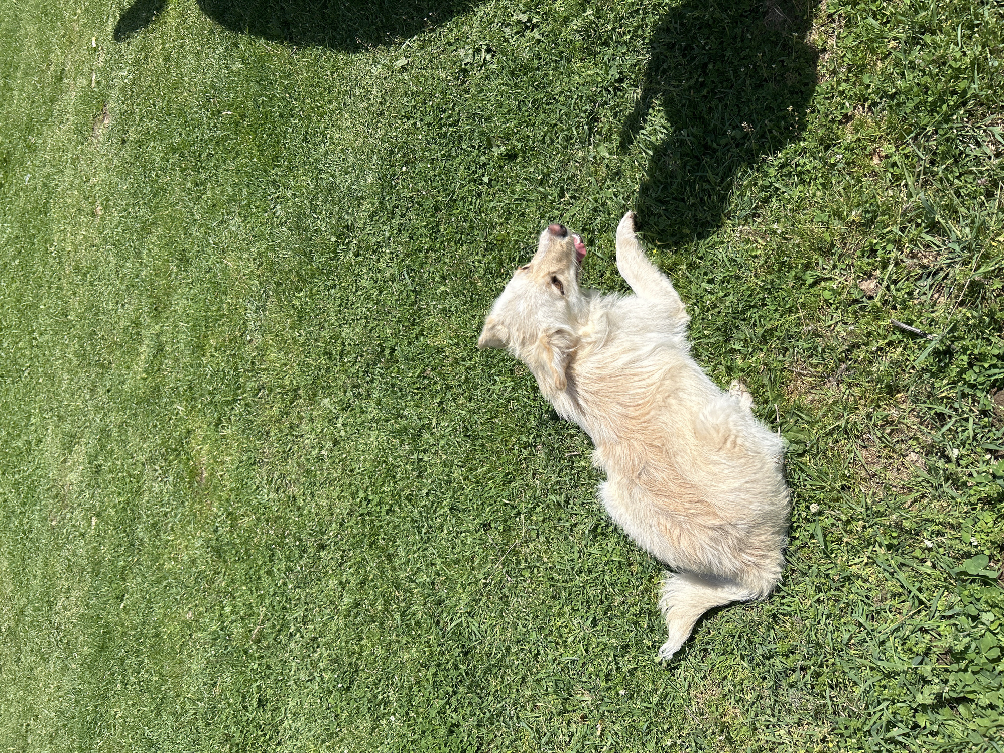 A medium-sized, light-colored dog is lying on its back in a grassy area. The dog has its tongue sticking out. The grass is green, and there are some weeds mixed in. A shadow appears in the upper portion of the image. The location is not discernible from the given image.
