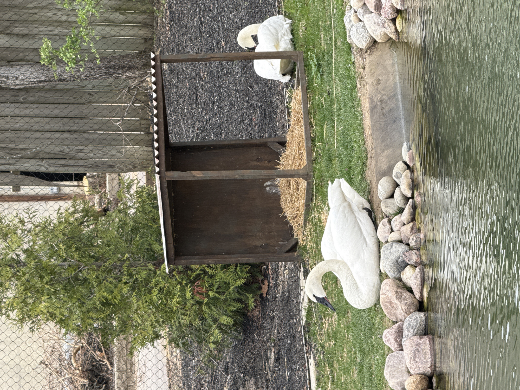 Two swans are present at a pond in Powell, Ohio, USA. One swan is by the pond's edge, and the other is in the swan house. Rocks line the pond. A tree is to the left of the swan house, and a fence is present.