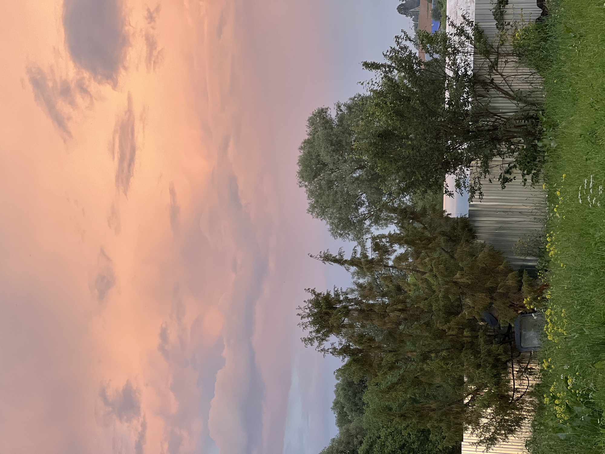 A sunset scene in Alnash, Russia, features a pale pink and orange sky filled with scattered clouds. Below the sky, a dense line of green trees forms a natural backdrop. A corrugated metal fence runs horizontally across the middle ground, partially obscuring the vegetation behind it. In the foreground, a grassy area with scattered yellow wildflowers and some white blossoms is visible. A large coniferous tree is prominent on the left, with a dark object resembling a car door or metallic panel partially visible beneath its branches. To the right of the coniferous tree, a deciduous tree with lighter green foliage stands out.