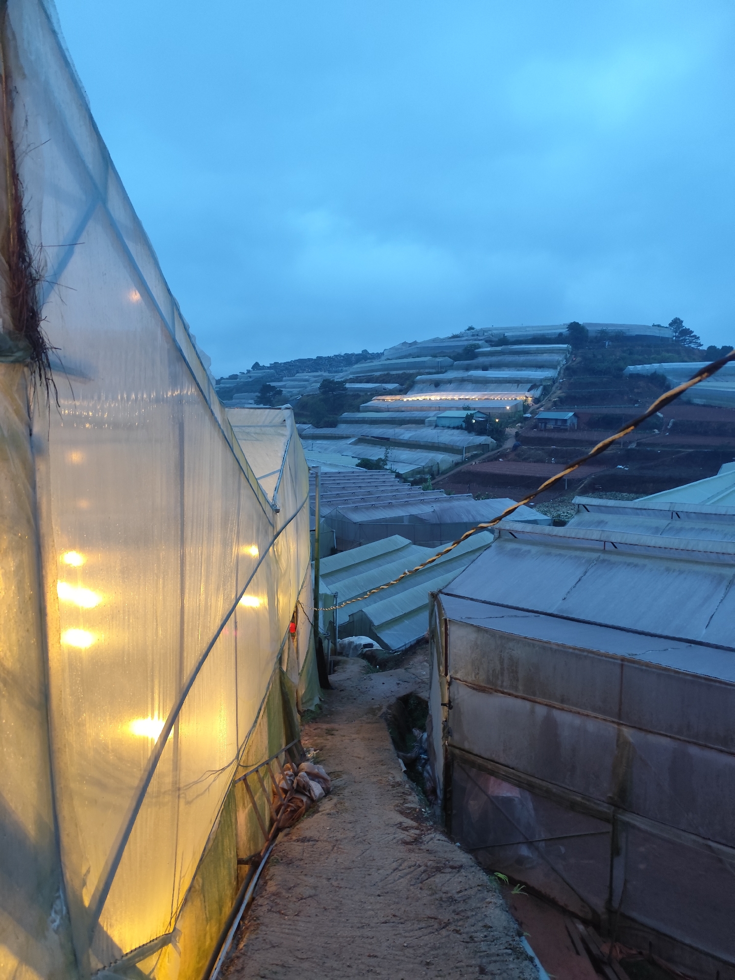 The image shows a view down a narrow path between greenhouses in an area of terraced agriculture. The location is unknown, but it appears to be a rural or semi-rural area, possibly in a mountainous or hilly region. The sky is overcast and the light suggests either early morning or late evening. The greenhouses dominate the view, stretching up the hillside in layers. One greenhouse on the left has interior lights visible through the translucent plastic or glass covering. A power line is visible in the upper right of the frame. The path is dirt or concrete and slopes downward. There is no sign of people.
