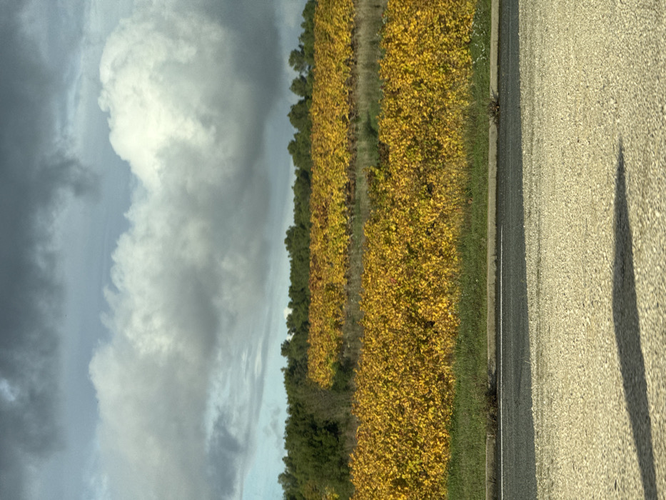The image displays an autumnal rural landscape in Pourrières, France. The sky, occupying the upper half of the frame, features a mix of dark grey and white cumulus clouds, with sporadic patches of lighter blue visible. A distant, linear band of dark green trees, likely conifers, stretches horizontally across the background, forming a horizon line. The midground is dominated by multiple cultivated rows of grapevines, exhibiting uniform vibrant yellow foliage consistent with late autumn. These vineyard sections are separated by narrower strips of lighter, drier vegetation or earth. In the immediate foreground, a narrow band of green grass runs parallel to a dark grey asphalt road, which features a subtle white horizontal marking. Below the road, a light-colored, coarse gravel or crushed stone surface occupies the lower third of the image. Multiple elongated, dark shadows are cast diagonally across this gravel surface from the left side of the frame towards the right. No individuals, animals, or active human presence are depicted within the scene.