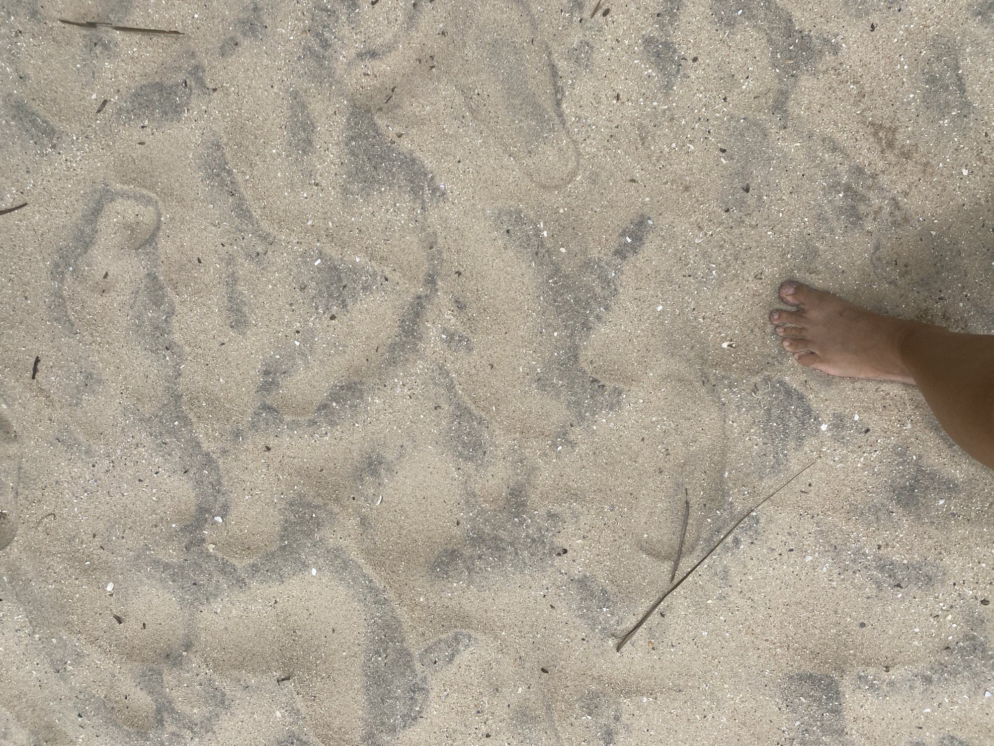 A close-up, overhead shot shows a person's bare left foot in the lower right corner of the frame, partially submerged in a sandy surface. The sand is a mix of light tan and darker gray grains, with a textured appearance due to wind patterns and small shell fragments. Two thin, dry plant stems lie on the sand, one intersecting the foot and the other extending diagonally across the middle of the frame. The background is entirely composed of this sand, creating a natural, outdoor setting. The scene is consistent with the sandy shores of Mũi Né, Vietnam, a popular coastal resort town known for its sand dunes and beaches.