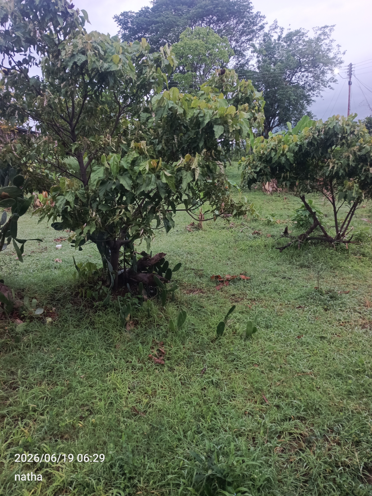 An outdoor daytime shot depicts a moderately dense natural environment with a focus on several trees and abundant green grass. In the foreground, a young tree with dark brown bark and multiple branches covered in large, lush green leaves stands centrally. Around the base of this tree, several prickly pear cactus pads are visible, some appearing partially buried in the earth. To the right, another similar tree, though appearing slightly younger and less dense, is situated further back. The ground is predominantly covered in short, green grass, with some patches of fallen leaves and dry vegetation scattered throughout. In the background, larger trees with denser foliage are visible, with a utility pole and wires faintly present on the far right. The sky is overcast and appears grey. The timestamp "2026/06/19 06:29" and the word "natha" are superimposed on the lower left corner of the image. The scene is suggestive of a rural or semi-rural setting within El Chaparral, Venezuela.