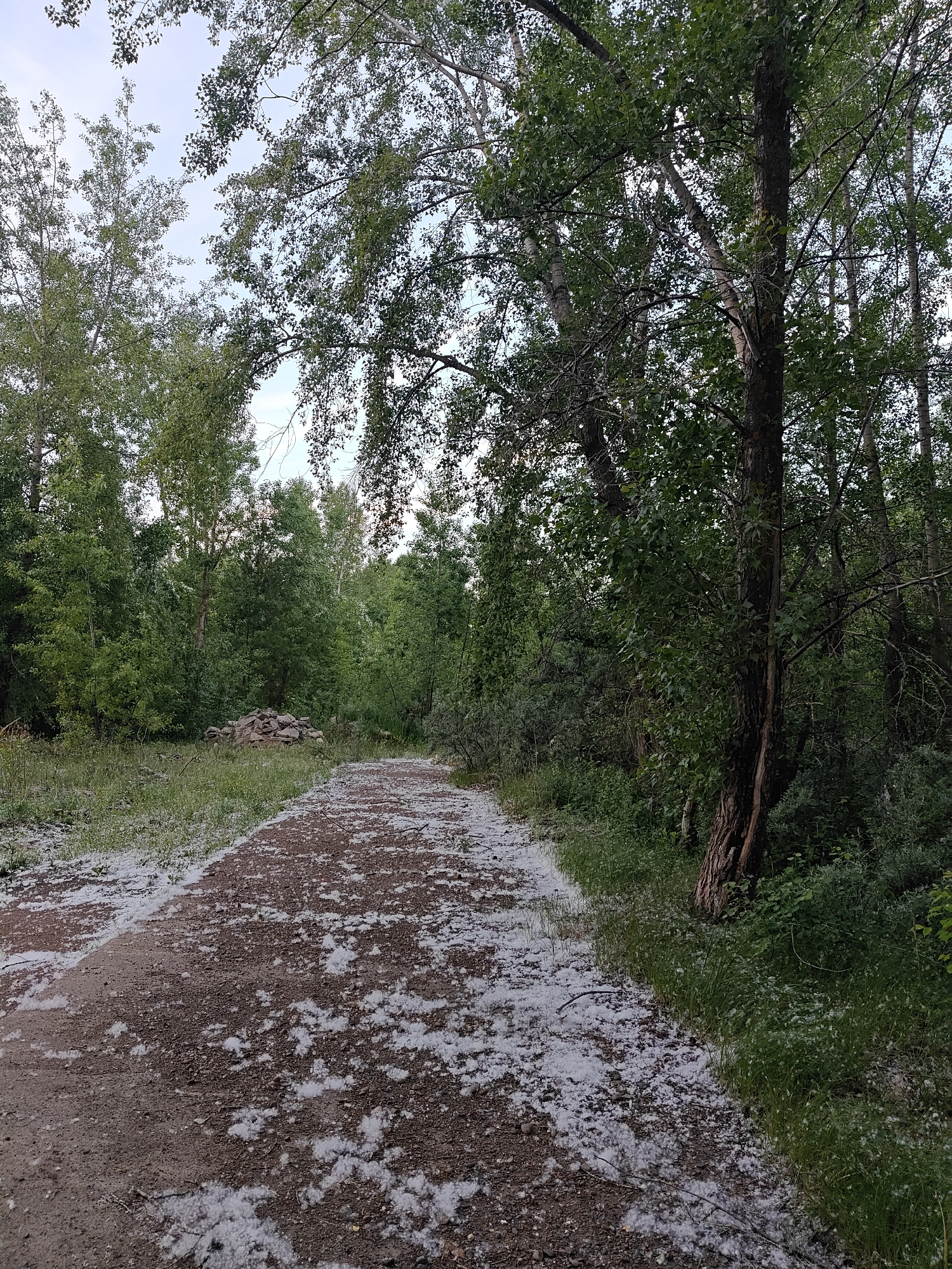 A peaceful daytime scene depicts a dirt path winding through a verdant wooded area in Chaikovsky, Russia. The path, made of earth and gravel, is significantly covered with a scattering of white, fluffy material, likely cottonwood fluff or seeds, creating a striking contrast against the darker ground. This material also lightly dusts the surrounding grass and undergrowth.
Tall trees with lush green foliage dominate both sides of the path, forming a dense canopy overhead. The sky, visible in patches through the tree branches, appears bright and overcast or partly cloudy, indicating fair weather. The light suggests it could be late morning or early afternoon.
To the left of the path, in the mid-ground, a low pile of stacked stones or rocks is visible amongst the greenery. The overall impression is one of a quiet, natural environment, possibly a park or forest trail, during a season when cottonwood trees are shedding their seeds. There are no people or discernible activities taking place, emphasizing the tranquility of the natural setting. No text is visible in the image.