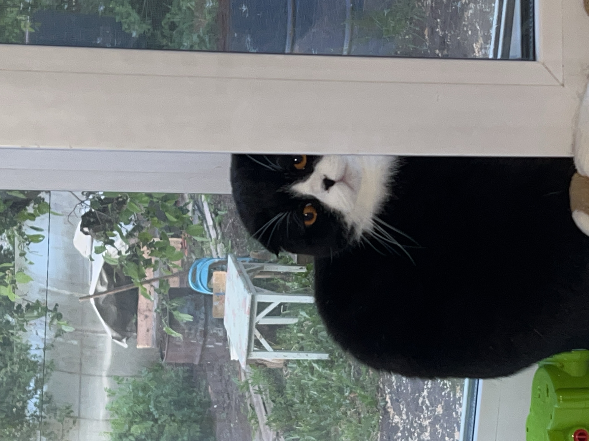 A black and white Scottish Fold cat peeks inquisitively from behind a white window frame. Outside the window, a yard scene is visible, with green foliage, a metal structure partially covered with a white sheet, and a small, light blue wooden table. Based on the prompt, this scene is located in Panteleevka, Russia.