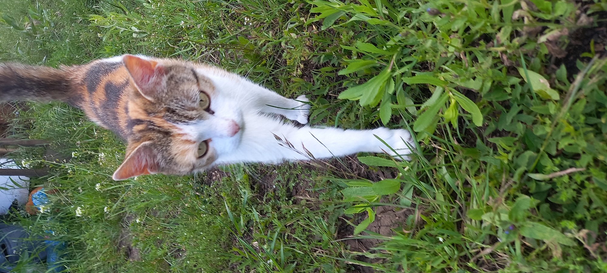 A cat lies in grass, seemingly outdoors. The cat is mostly white, with spots of gray and brown. The background includes grass and various green plants. The location or city is not determinable from the image.