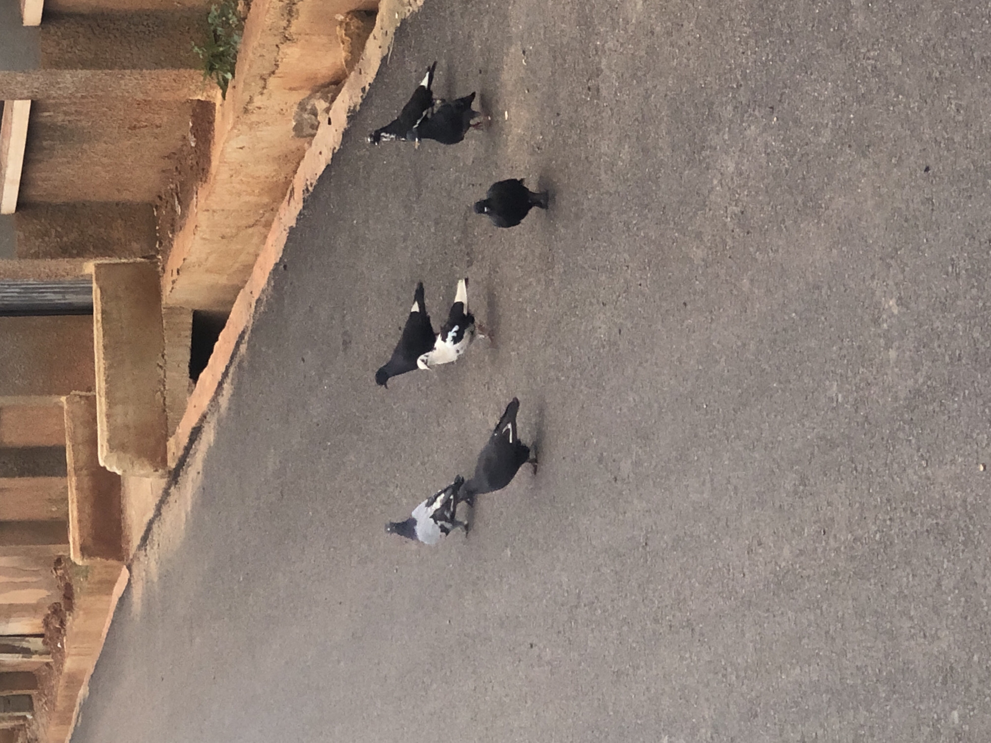 Seven pigeons are gathered on an asphalt road in Bar Jirgi Summa, Nigeria. The pigeons are of various colors, including black, gray, and white with black speckles. One pigeon in the center is mostly white with black spots on its wings and back. The road is bordered by a concrete embankment with an orange-brown finish. Beyond the embankment, there are structures with similar orange-brown walls, and a section of corrugated metal is visible. The environment appears to be outdoors, possibly a street or pathway, with sparse green vegetation growing near the embankment. The lighting suggests it is daytime.