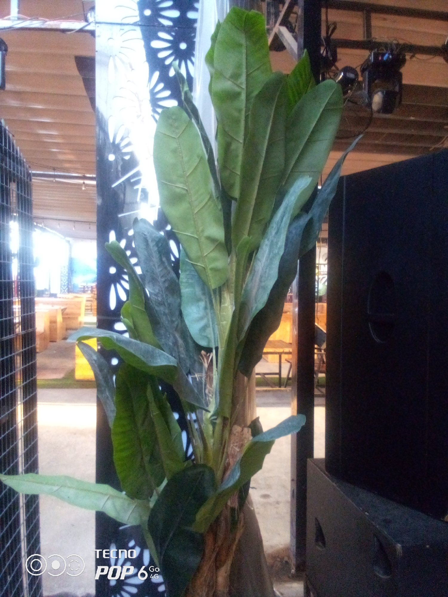 A potted plant with large green leaves is positioned in the foreground, obscuring a portion of a black speaker. The plant is situated indoors or under a covered outdoor area, as evidenced by the ceiling structure visible in the background. Behind the plant and speaker, there is a decorative panel with a white floral cutout pattern against a dark background. Further in the distance, through an opening, a sunlit area with tables and chairs can be seen, suggesting a public space like a restaurant or outdoor seating area. The overall lighting is dim, with artificial lights visible in the upper background. The TECNO POP 6 Go watermark is present in the lower left corner of the image. The location is specified as Howayi, Nigeria.