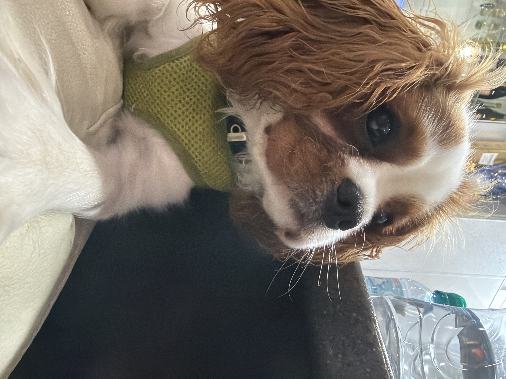 A Cavalier King Charles Spaniel dog with brown and white fur is positioned in the foreground of the image. The dog is wearing a green knitted harness. Its head is turned to the right, with its eyes looking upwards. The dog's fur is slightly disheveled around its ears. In the background, there are several plastic water bottles and some indistinct items on shelves, suggesting an indoor setting. The lighting appears to be artificial and somewhat dim.