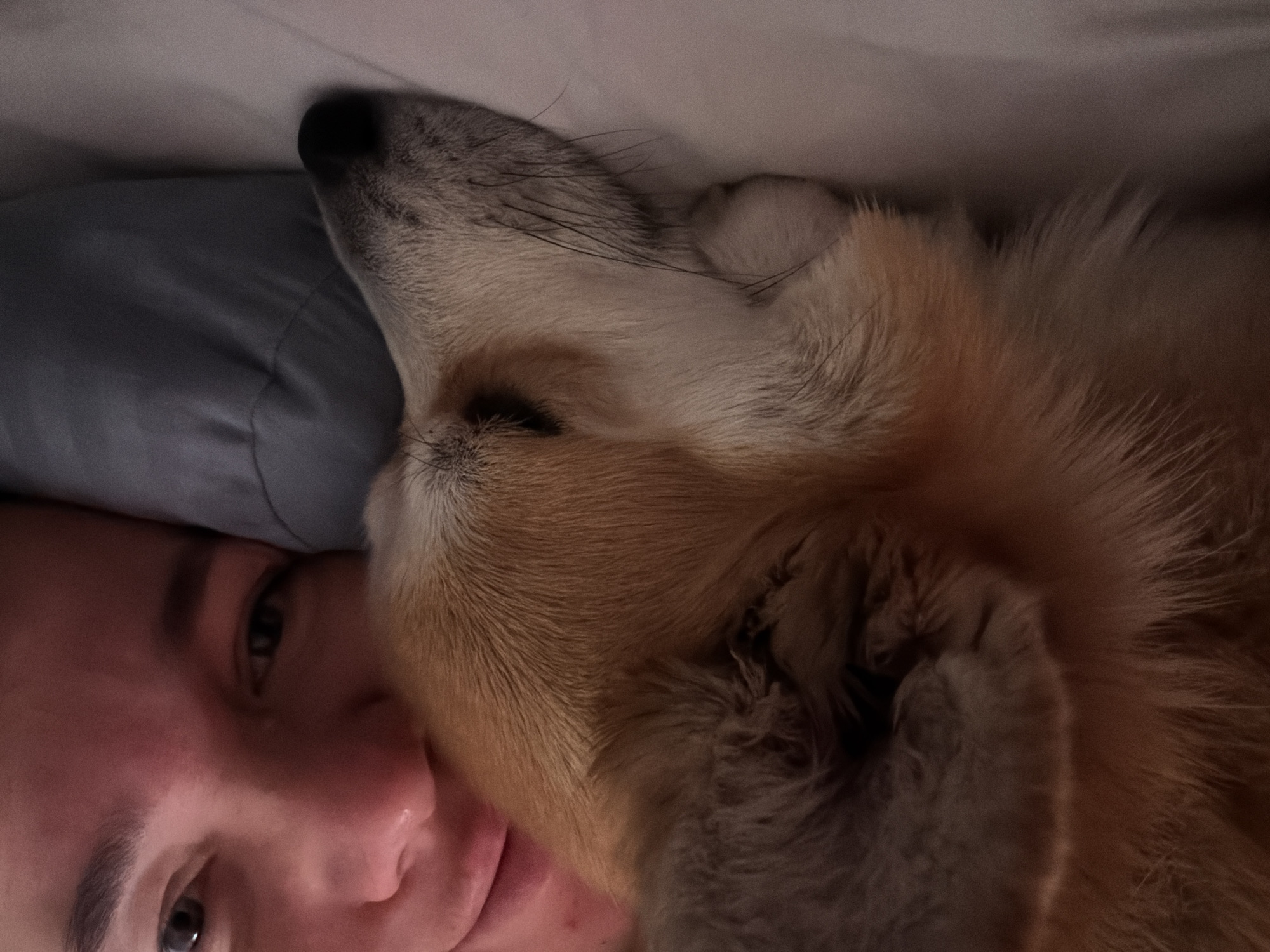 A close-up, slightly off-center, eye-level shot shows a woman lying in bed with a tan and gray dog.
The woman's face is in the lower left corner of the frame. Her eyes are open and she is partially smiling. The top of her head rests on a gray pillow.
The dog's head is primarily in the upper right corner of the frame, resting on the woman. The dog is facing upward with its nose pointing towards the top of the frame. The dog's fur is a mix of tan and gray colors.
The background appears to be a white or light-colored blanket or sheet.
The location and city of Chaikovsky, Russia, cannot be determined from the provided image.