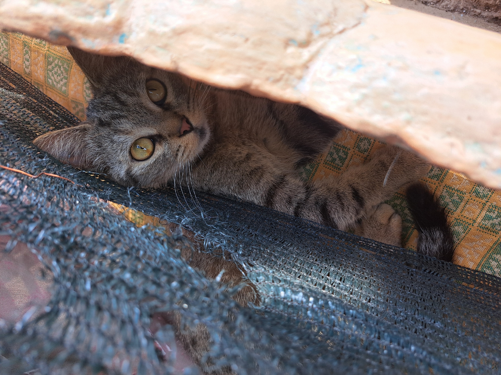 A grey tabby cat with yellow eyes peers through a gap in dark blue netting. The cat is lying down on a patterned mat with yellow and green geometric designs. The background is out of focus, but appears to be outdoors with a terracotta-colored structure to the right of the cat. The scene is located in Vypasne, Ukraine.
